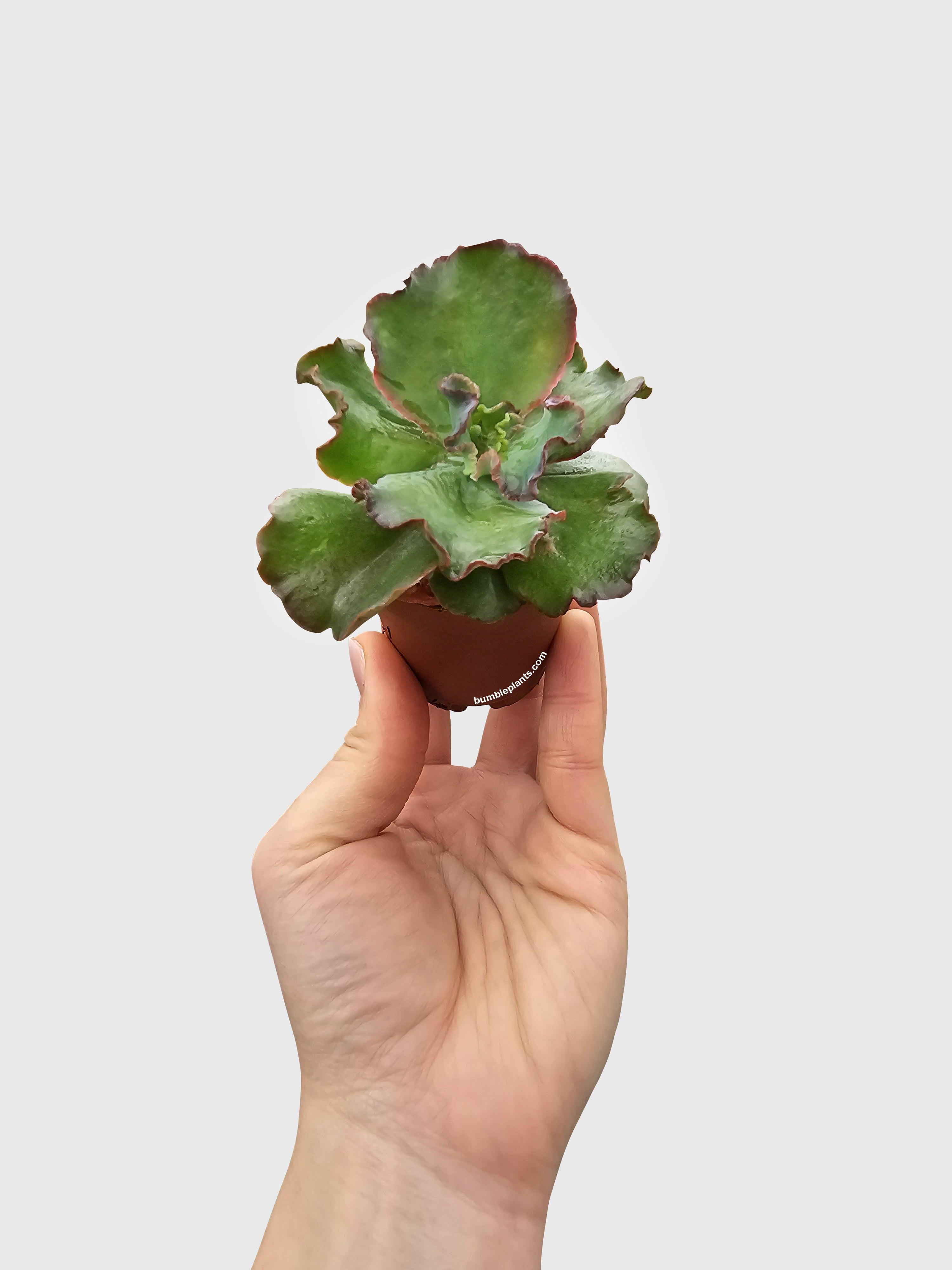 Echeveria Zorro Succulent