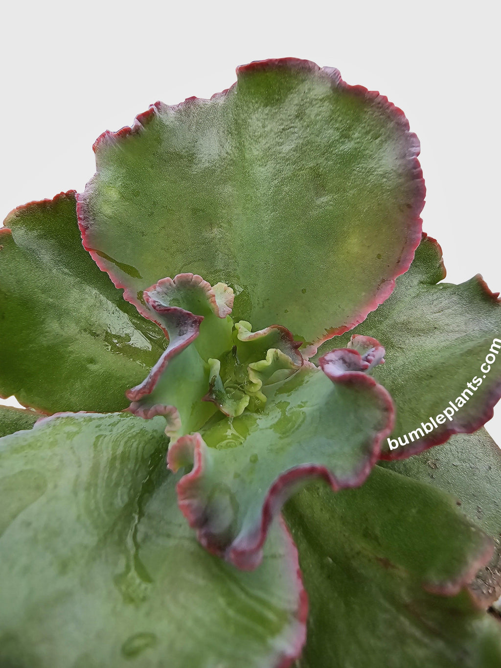 Echeveria Zorro Succulent