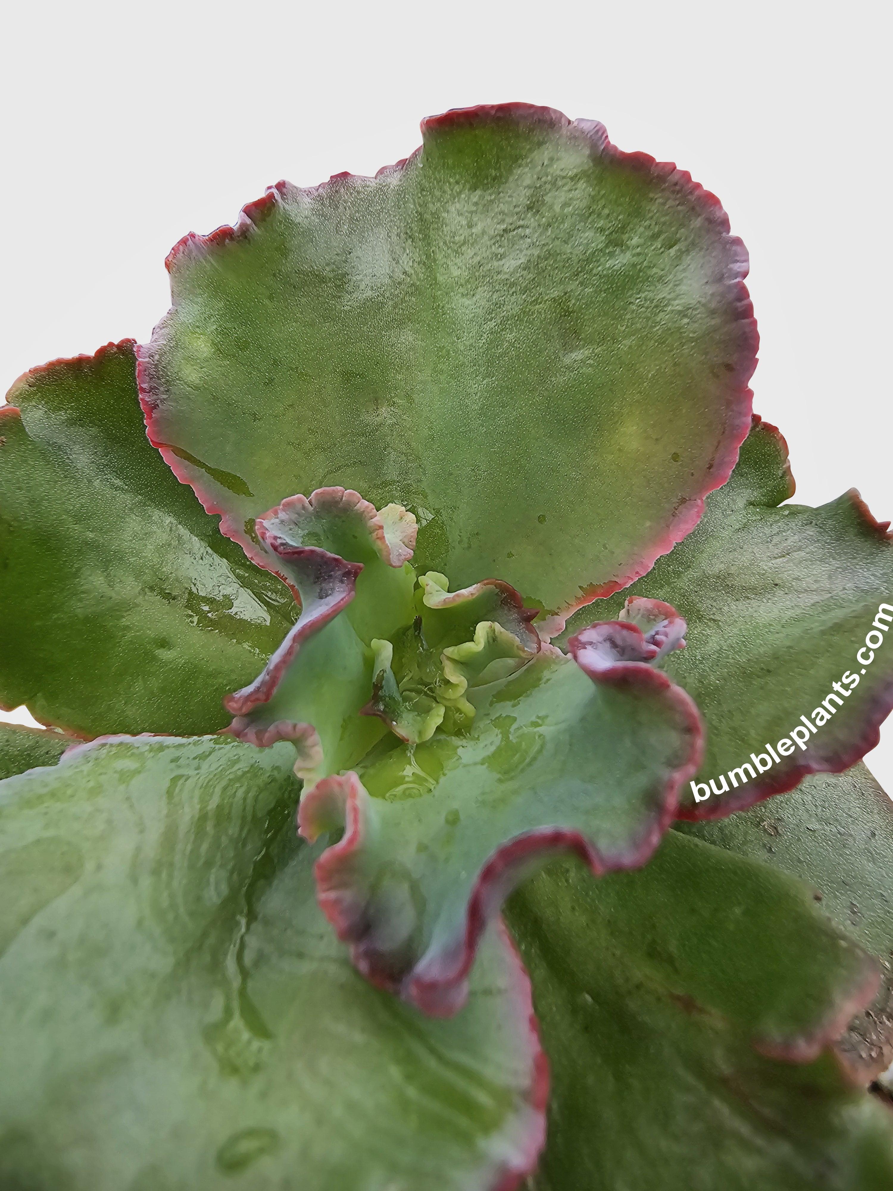 Echeveria Zorro Succulent