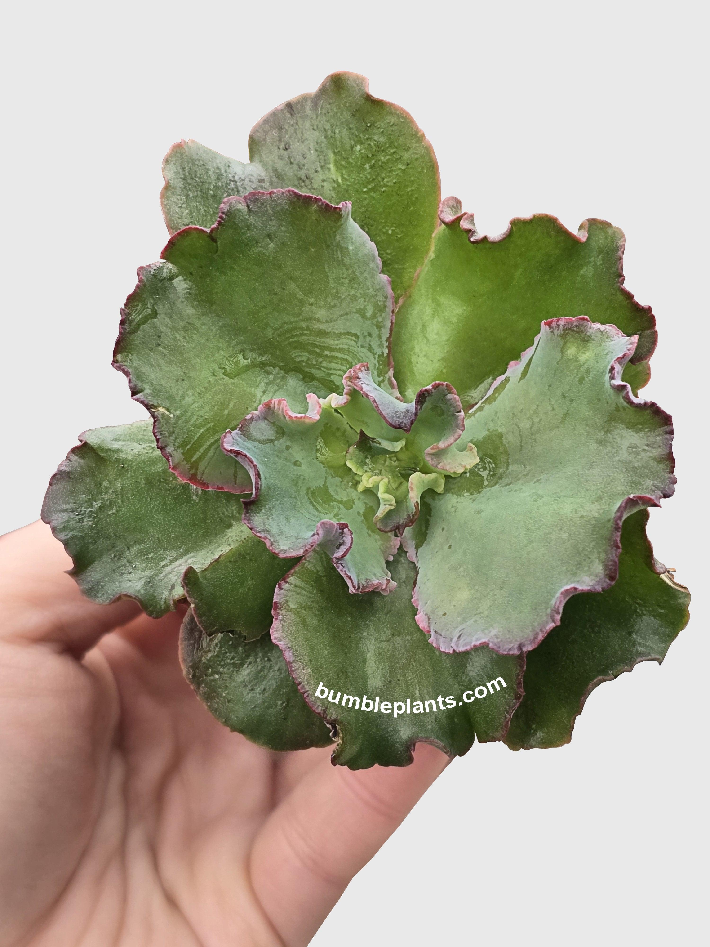 Echeveria Zorro Succulent