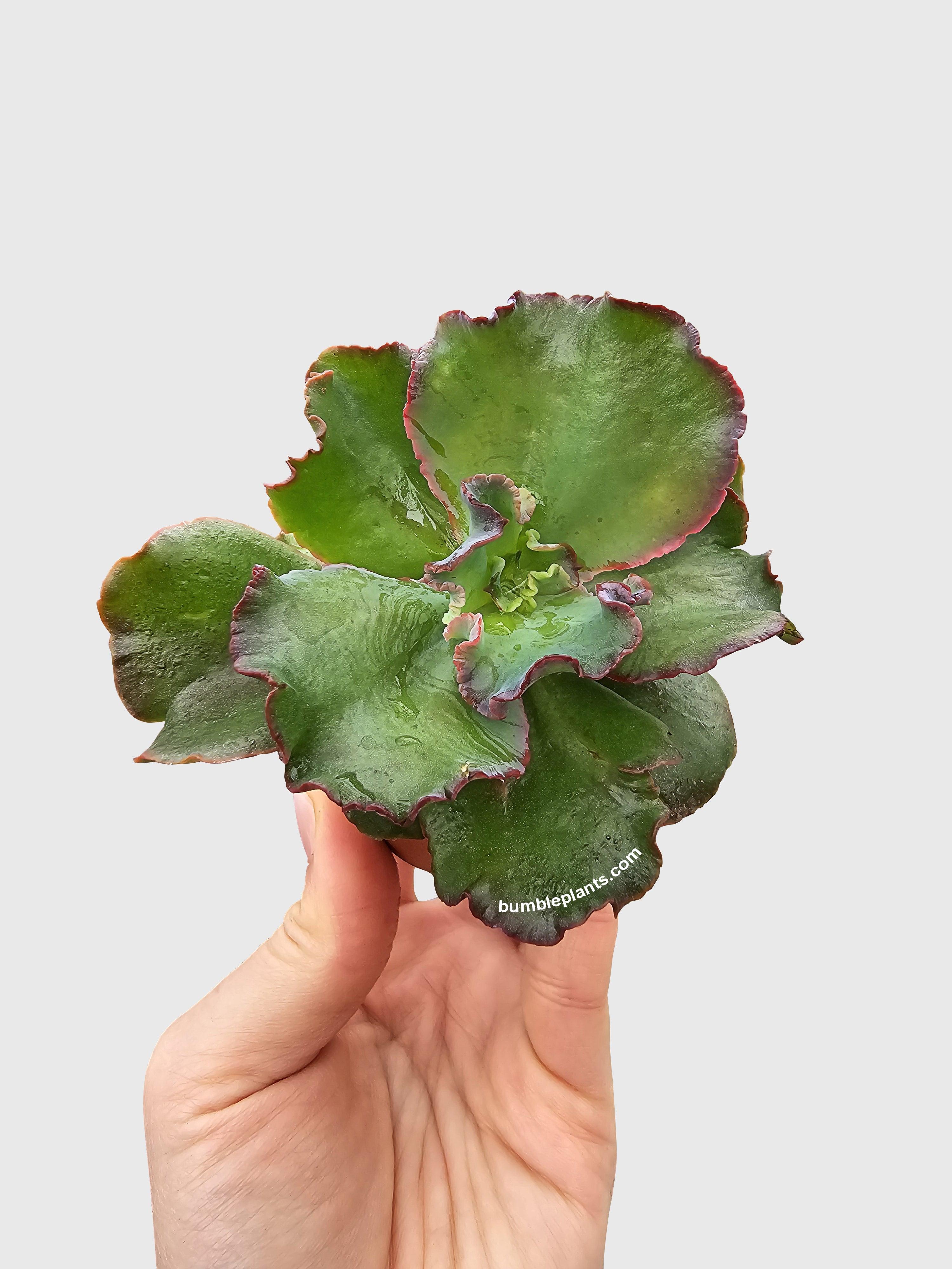 Echeveria Zorro Succulent