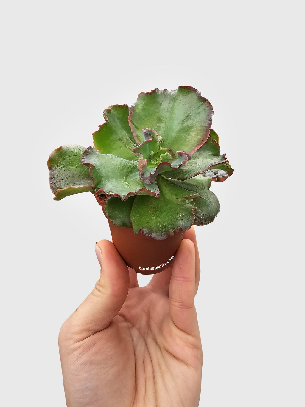 Echeveria Zorro Succulent