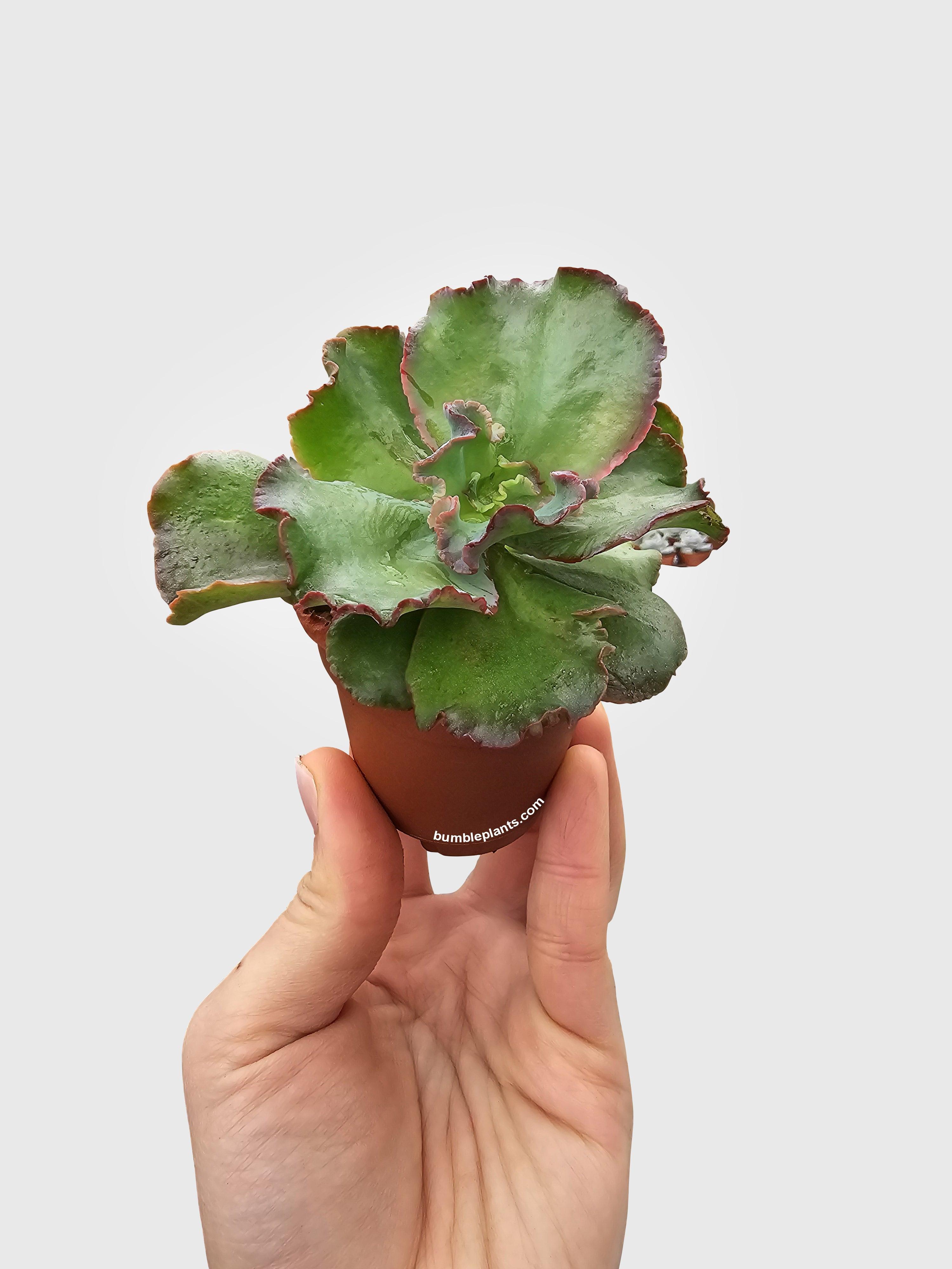 Echeveria Zorro Succulent