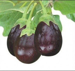 Eggplant-Ratna