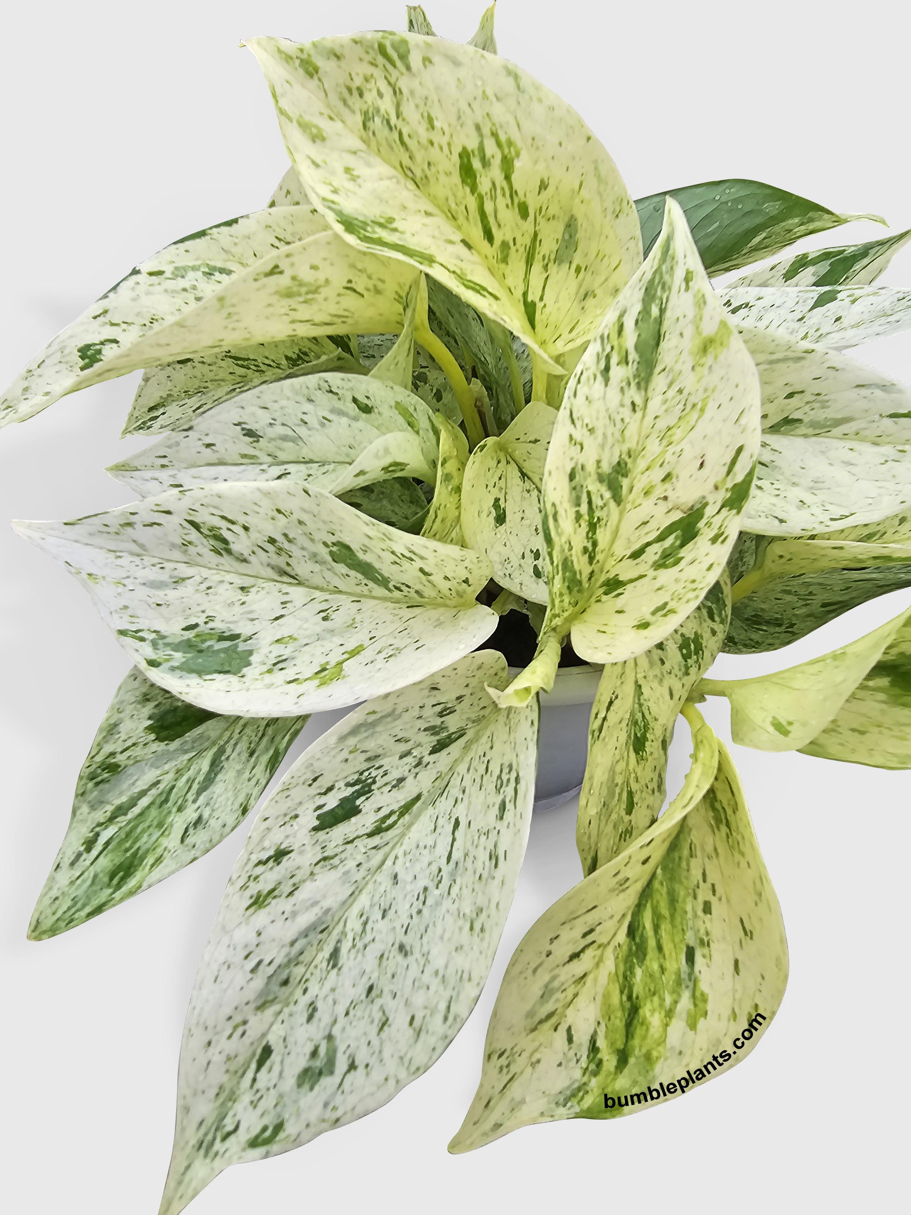 Snow White Icy Pothos