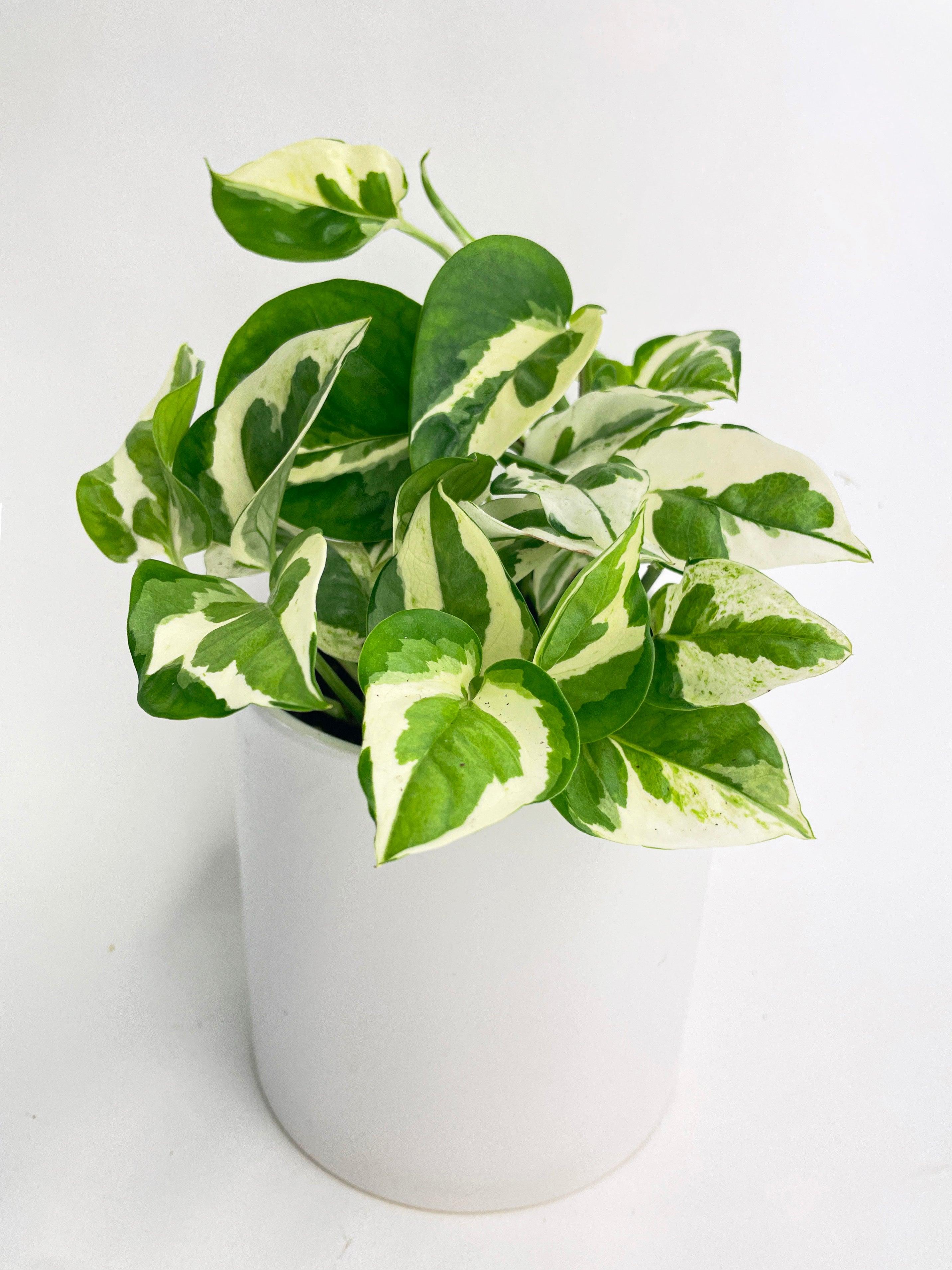 Epipremnum 'Pearls and Jade' Pothos Hybrid