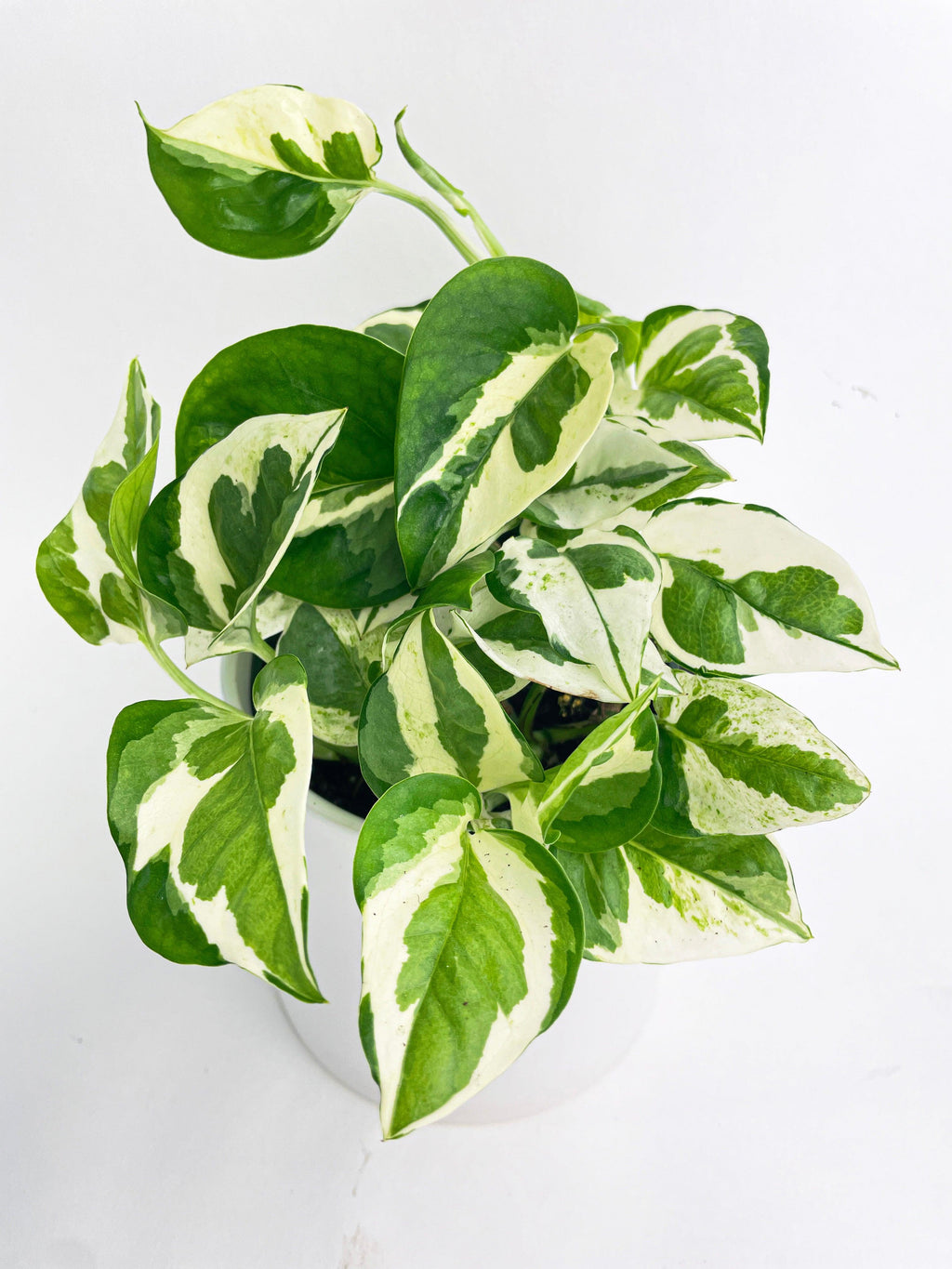 Epipremnum 'Pearls and Jade' Pothos Hybrid
