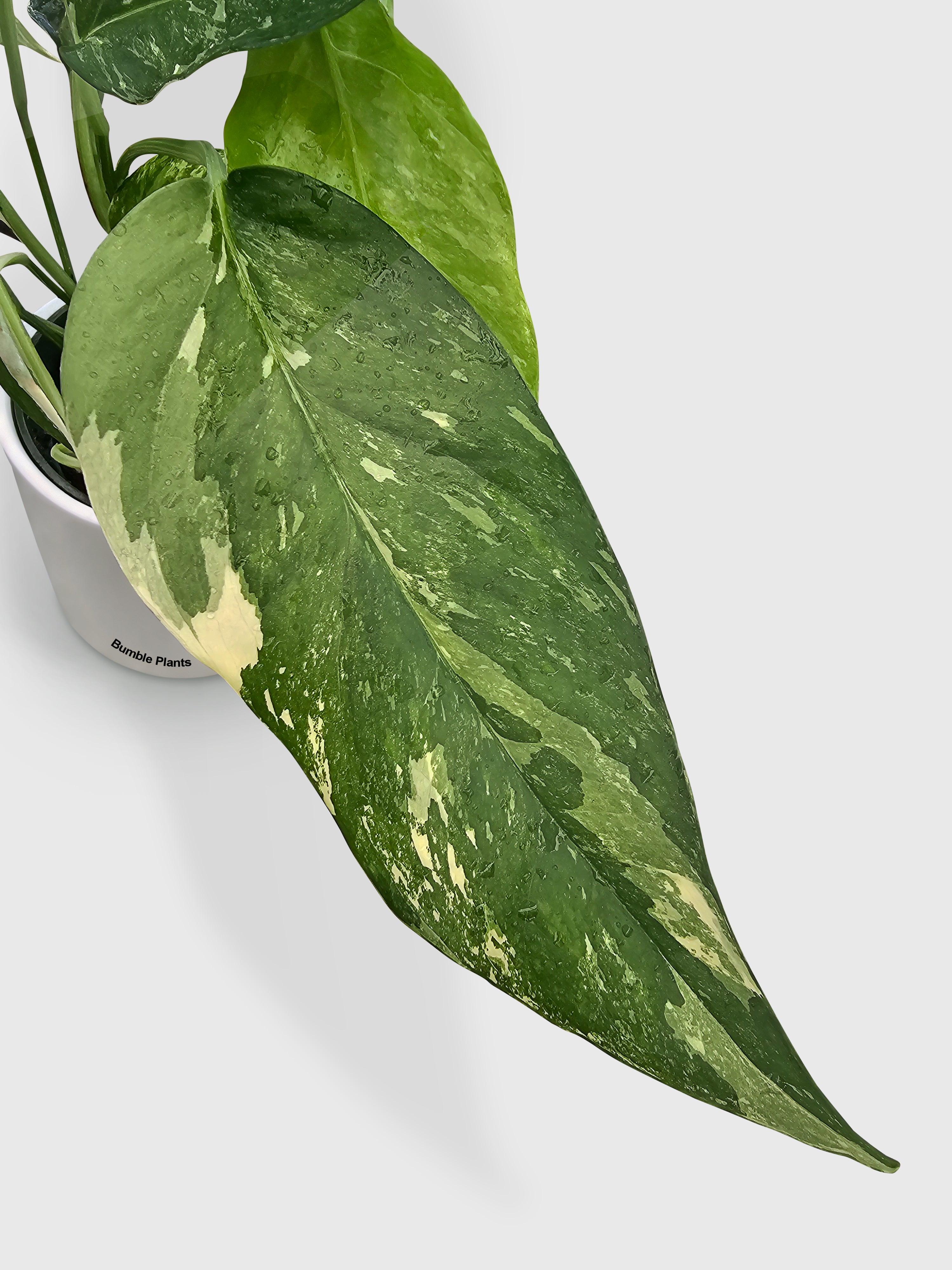 Epipremnum Pinnatum Albo Variegata Cebu Blue