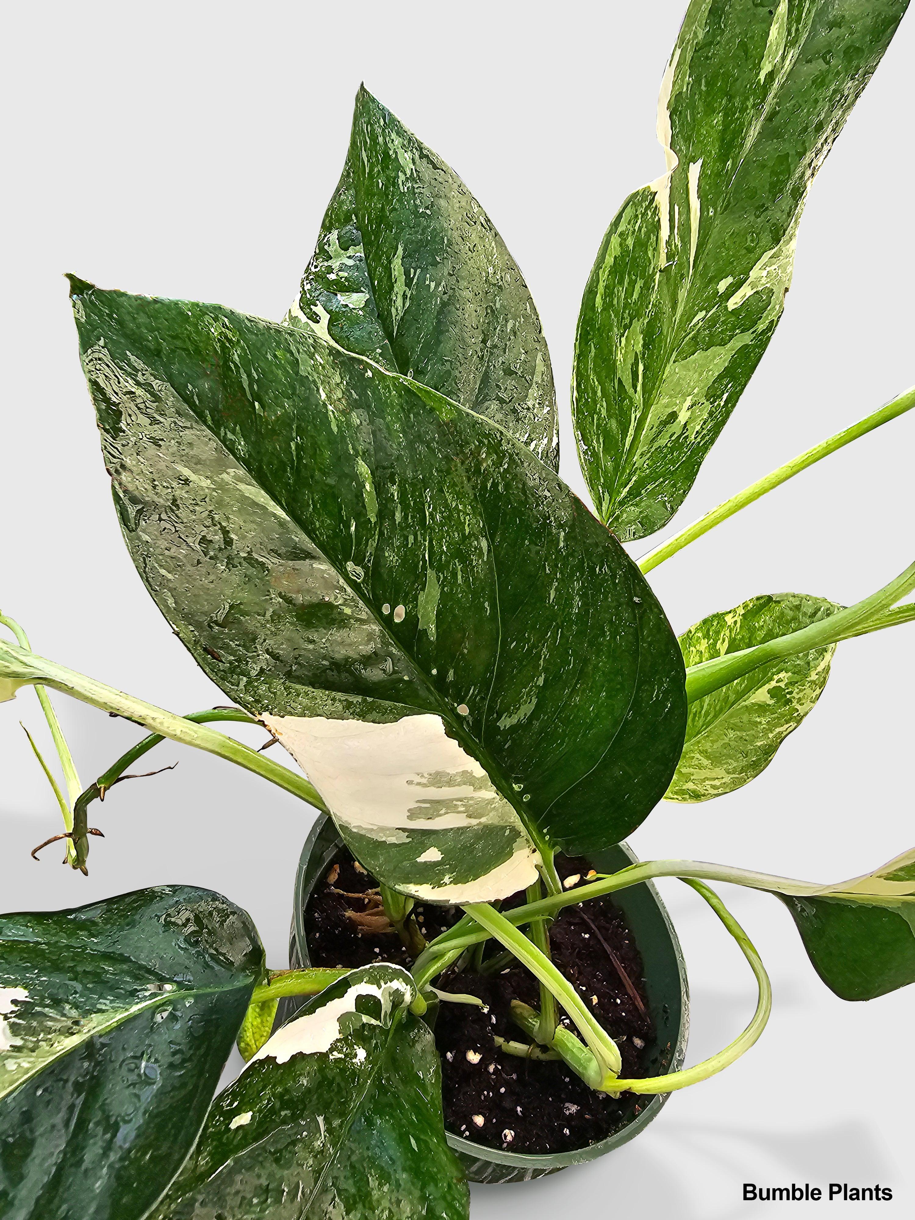 Epipremnum Pinnatum Albo Variegata Cebu Blue