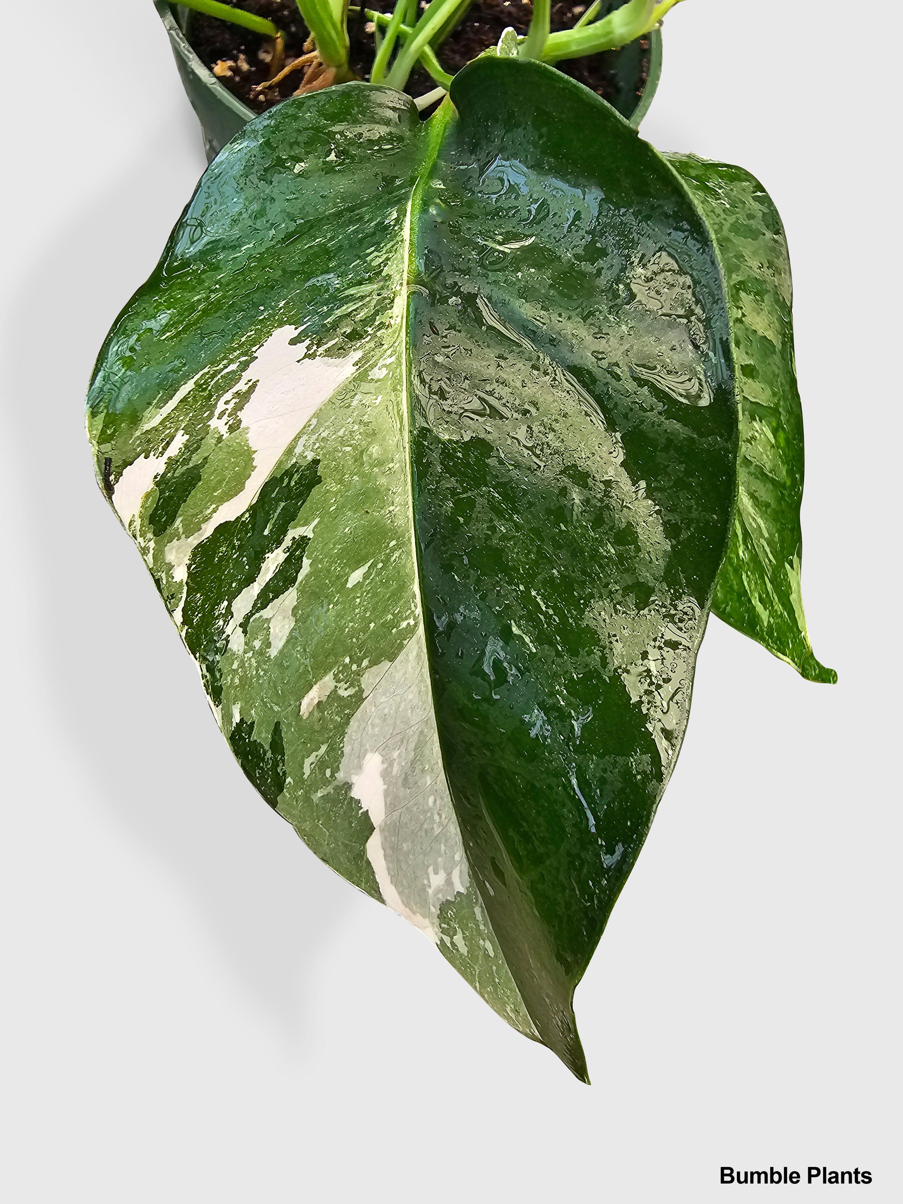 Epipremnum Pinnatum Albo Variegata Cebu Blue