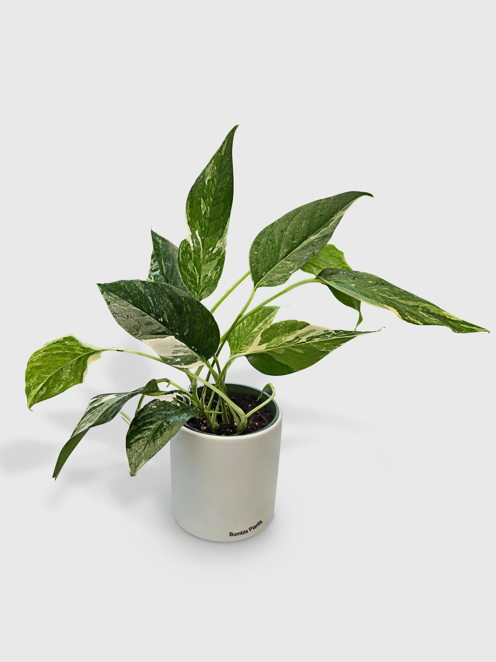 Epipremnum Pinnatum Albo Variegata Cebu Blue