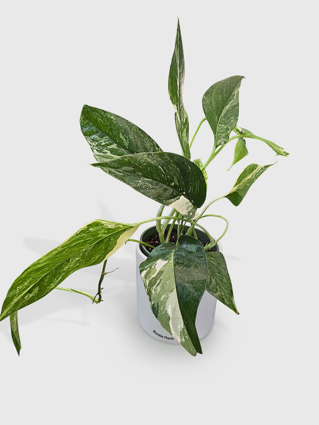 Epipremnum Pinnatum Albo Variegata Cebu Blue