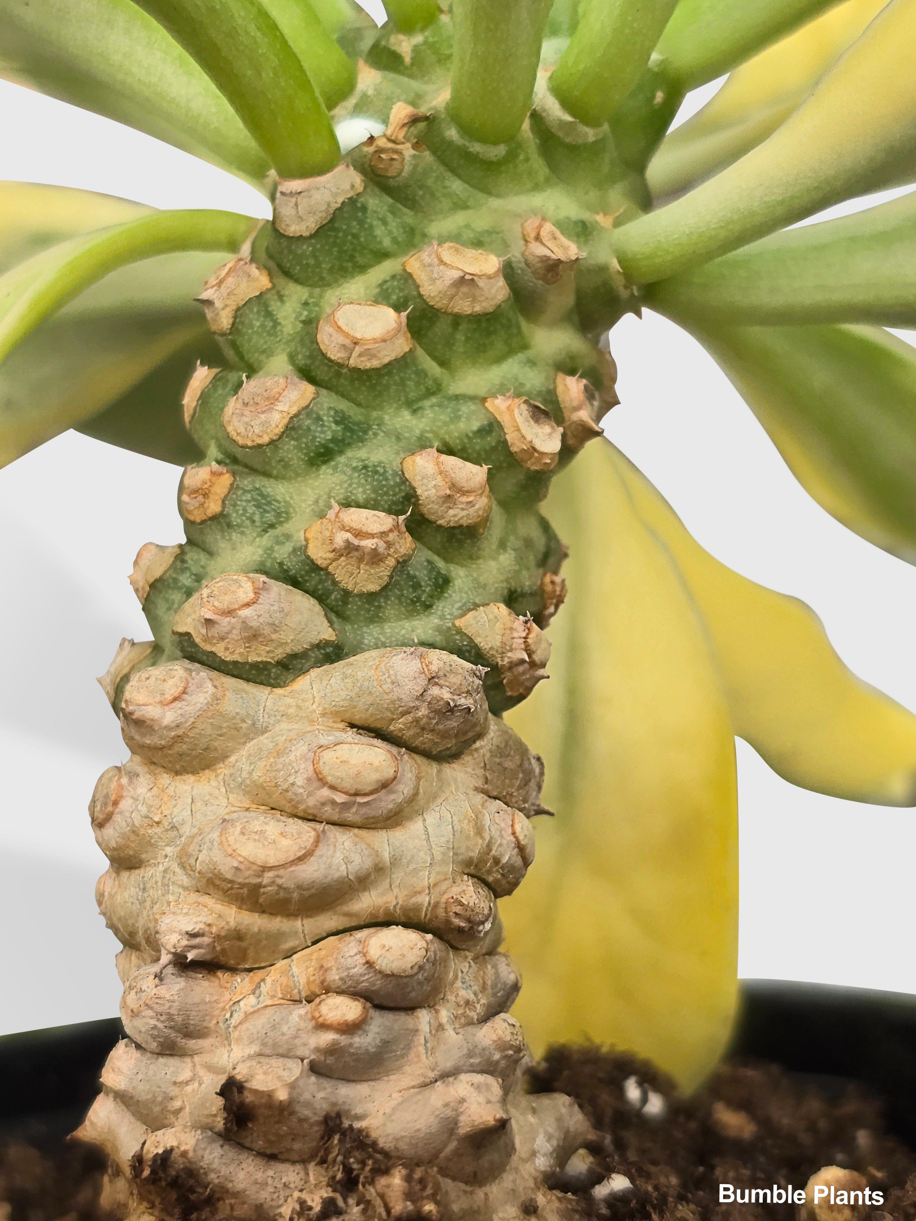 Euphorbia Poissonii Variegata