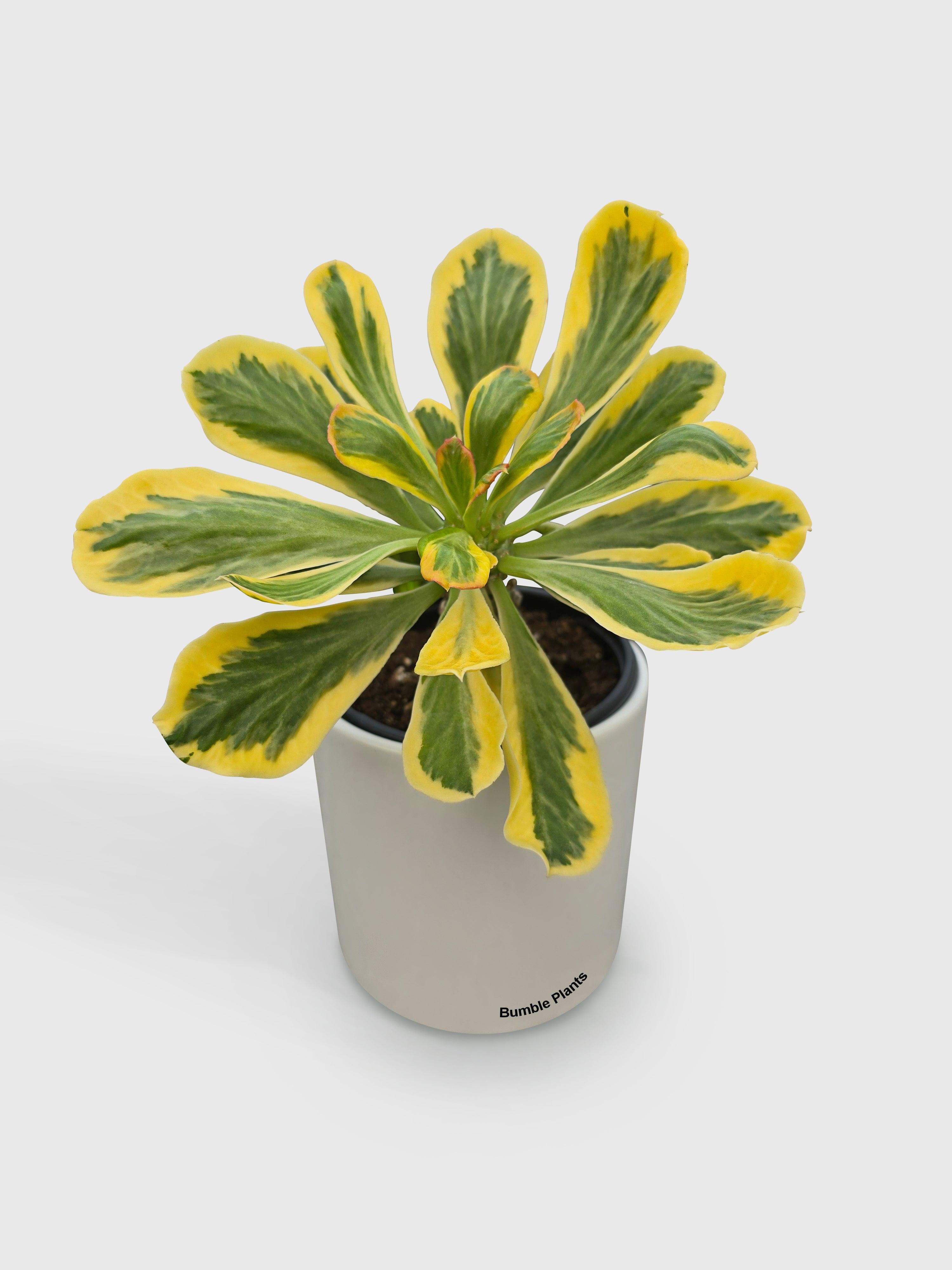 Euphorbia Poissonii Variegata