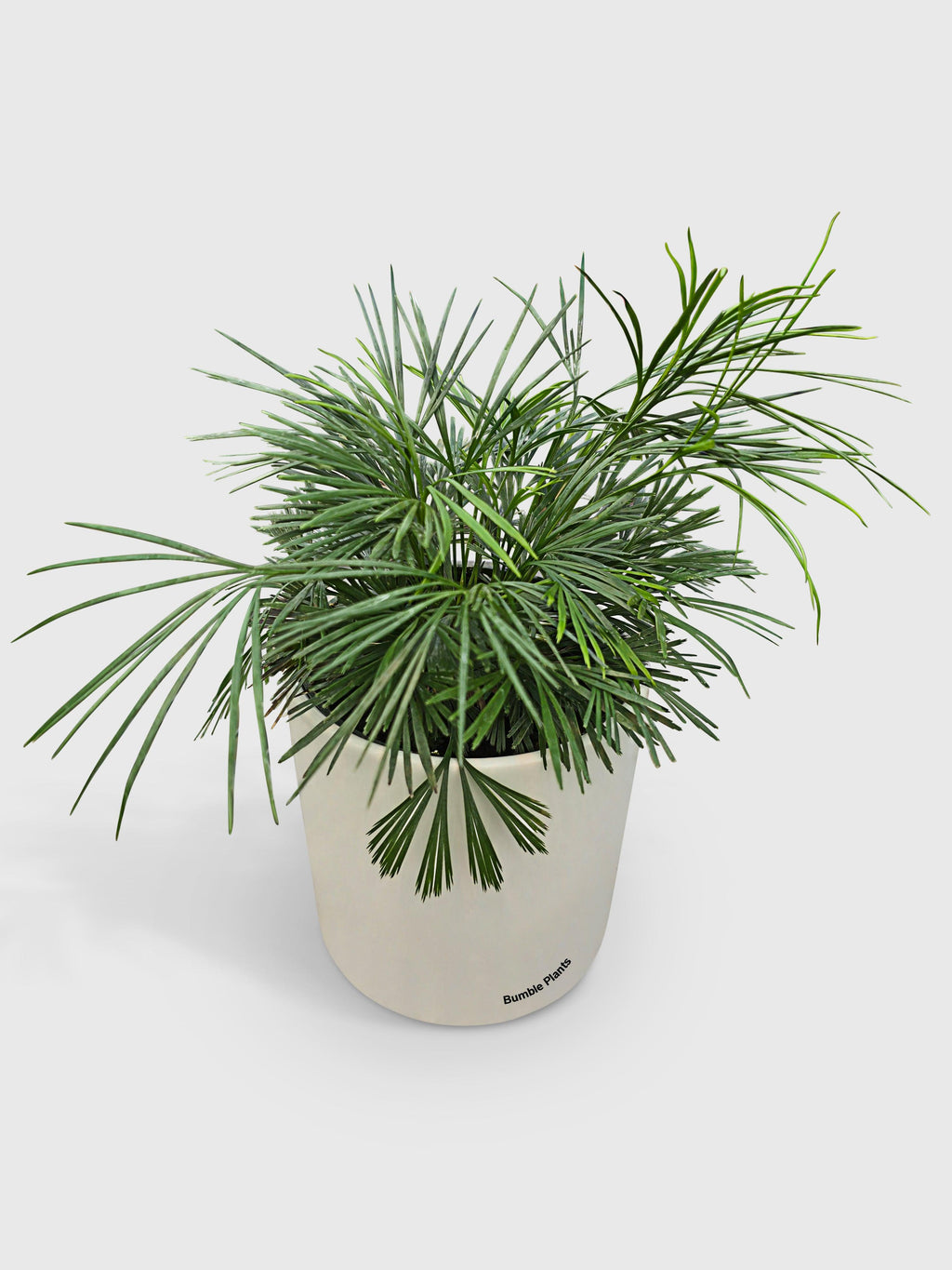 Eyelash Fern 'Actiniopteris Australis'