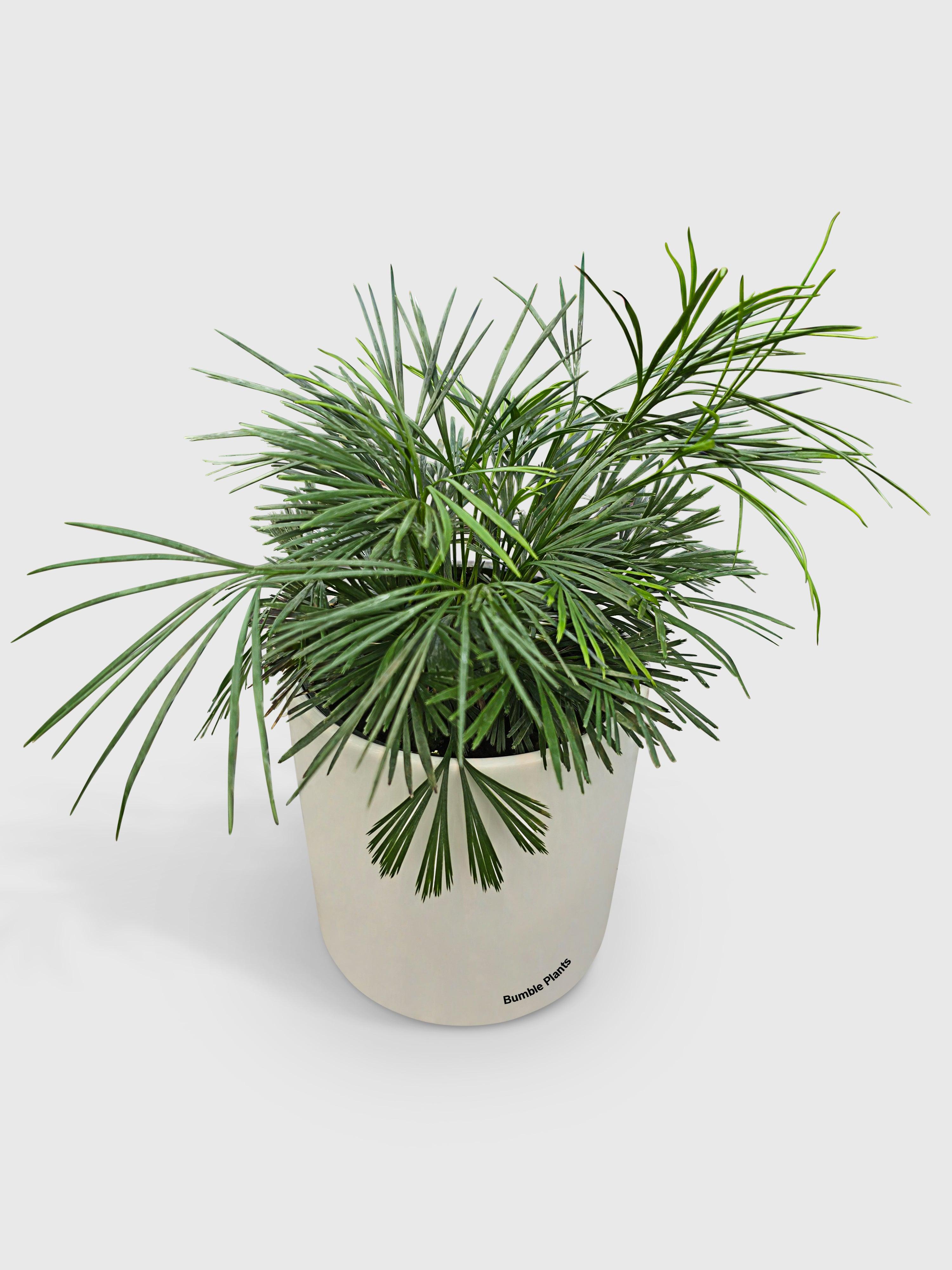 Eyelash Fern 'Actiniopteris Australis'