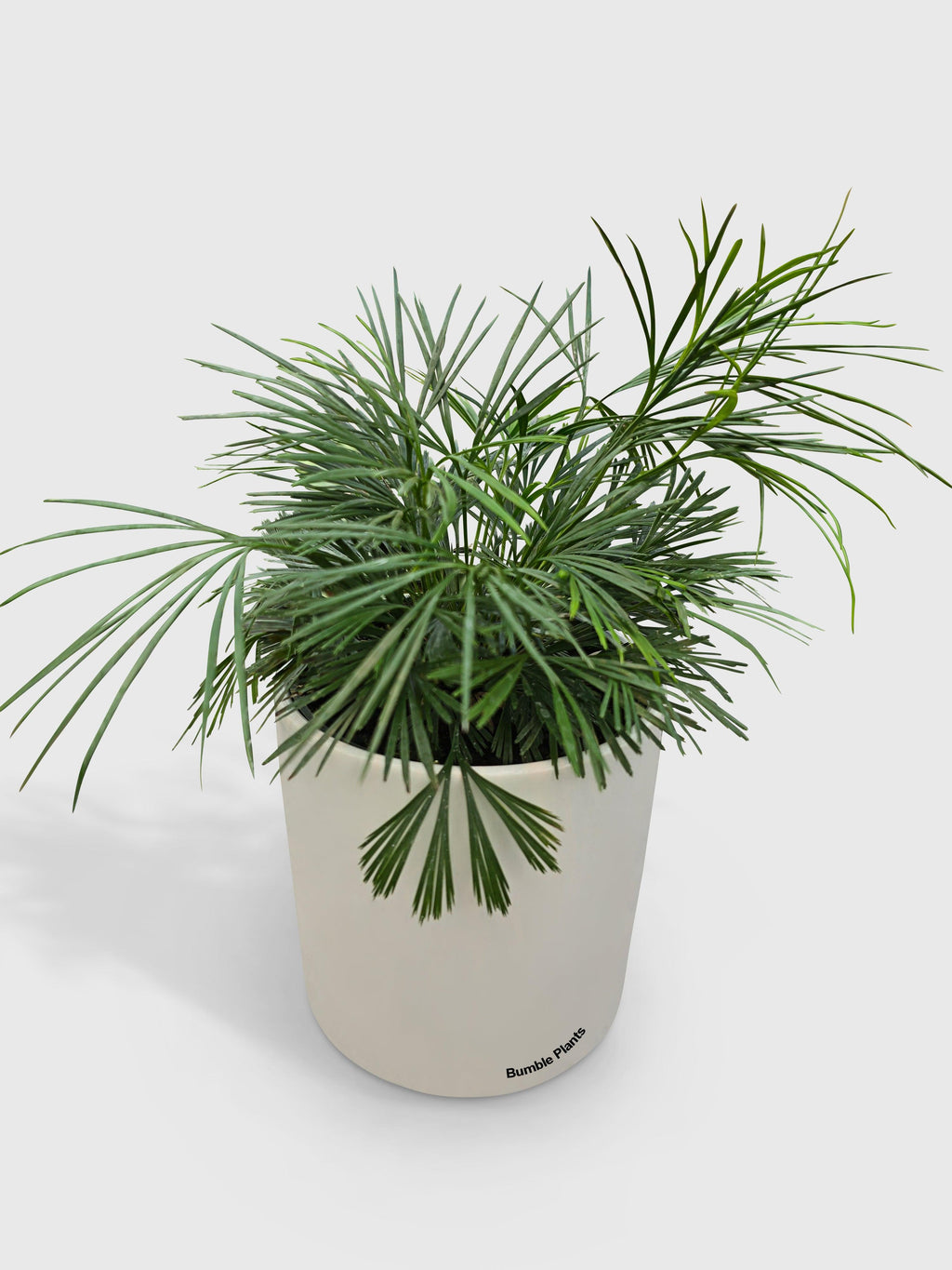 Eyelash Fern 'Actiniopteris Australis'