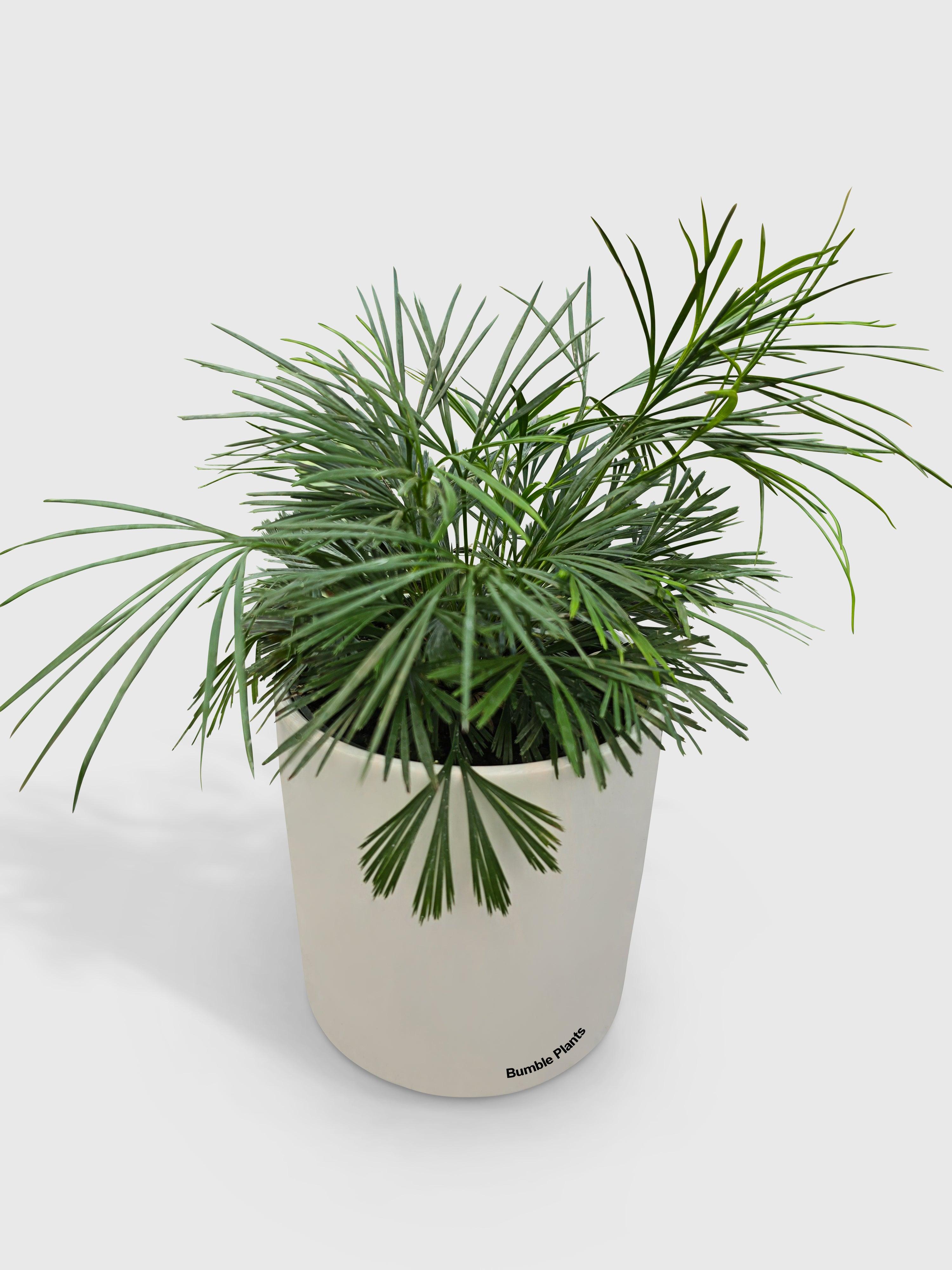 Eyelash Fern 'Actiniopteris Australis'