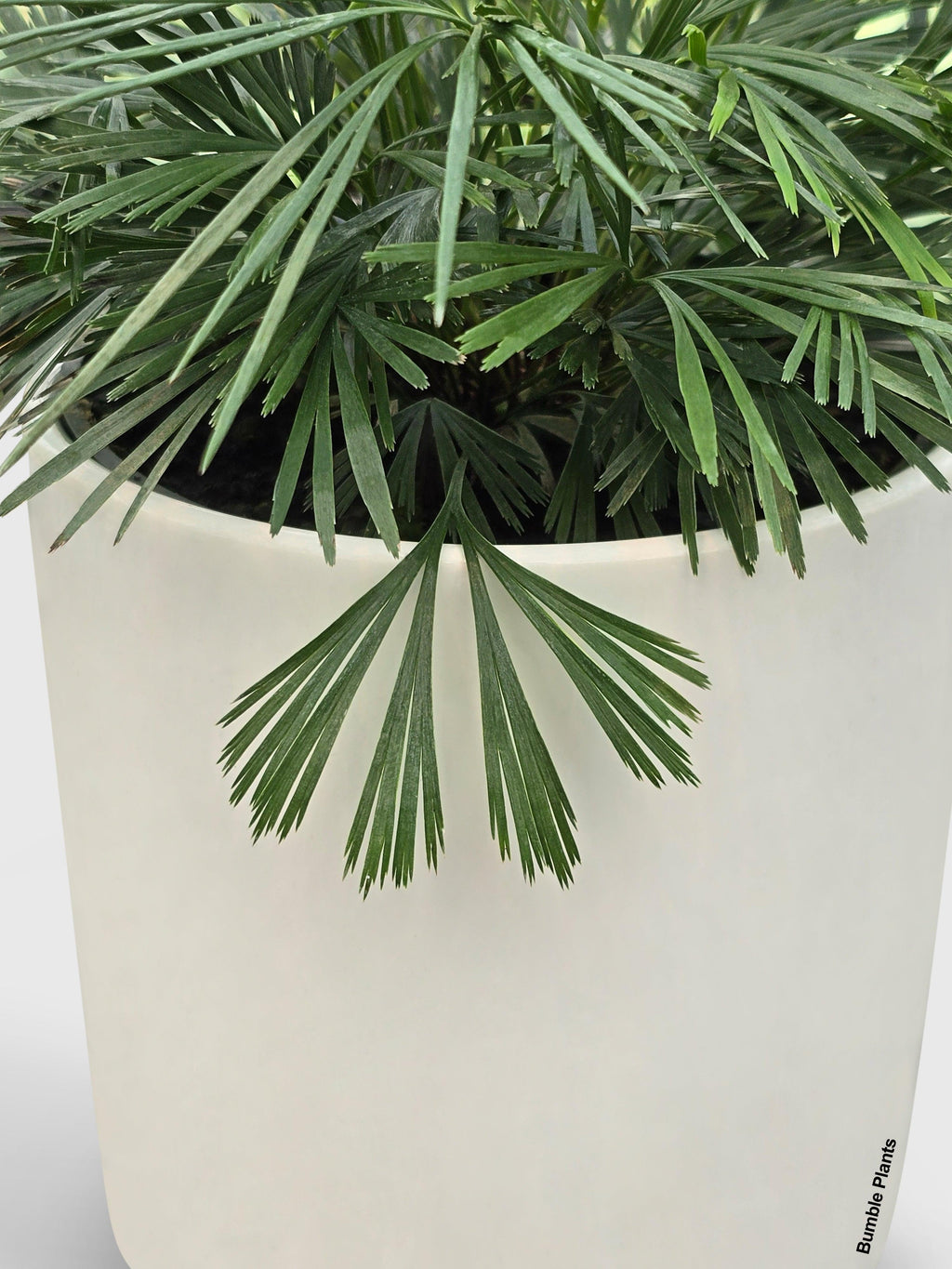 Eyelash Fern 'Actiniopteris Australis'