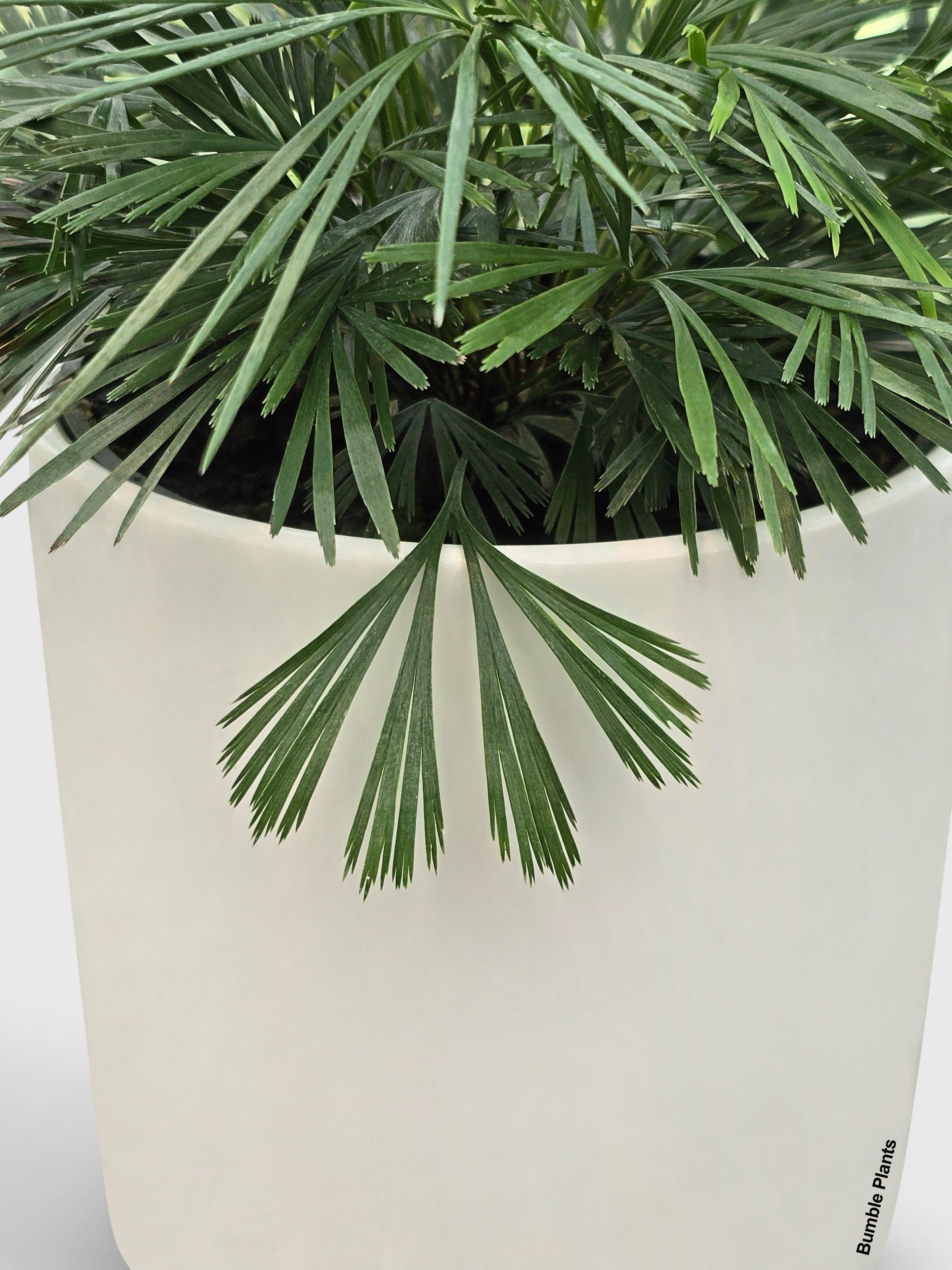 Eyelash Fern 'Actiniopteris Australis'