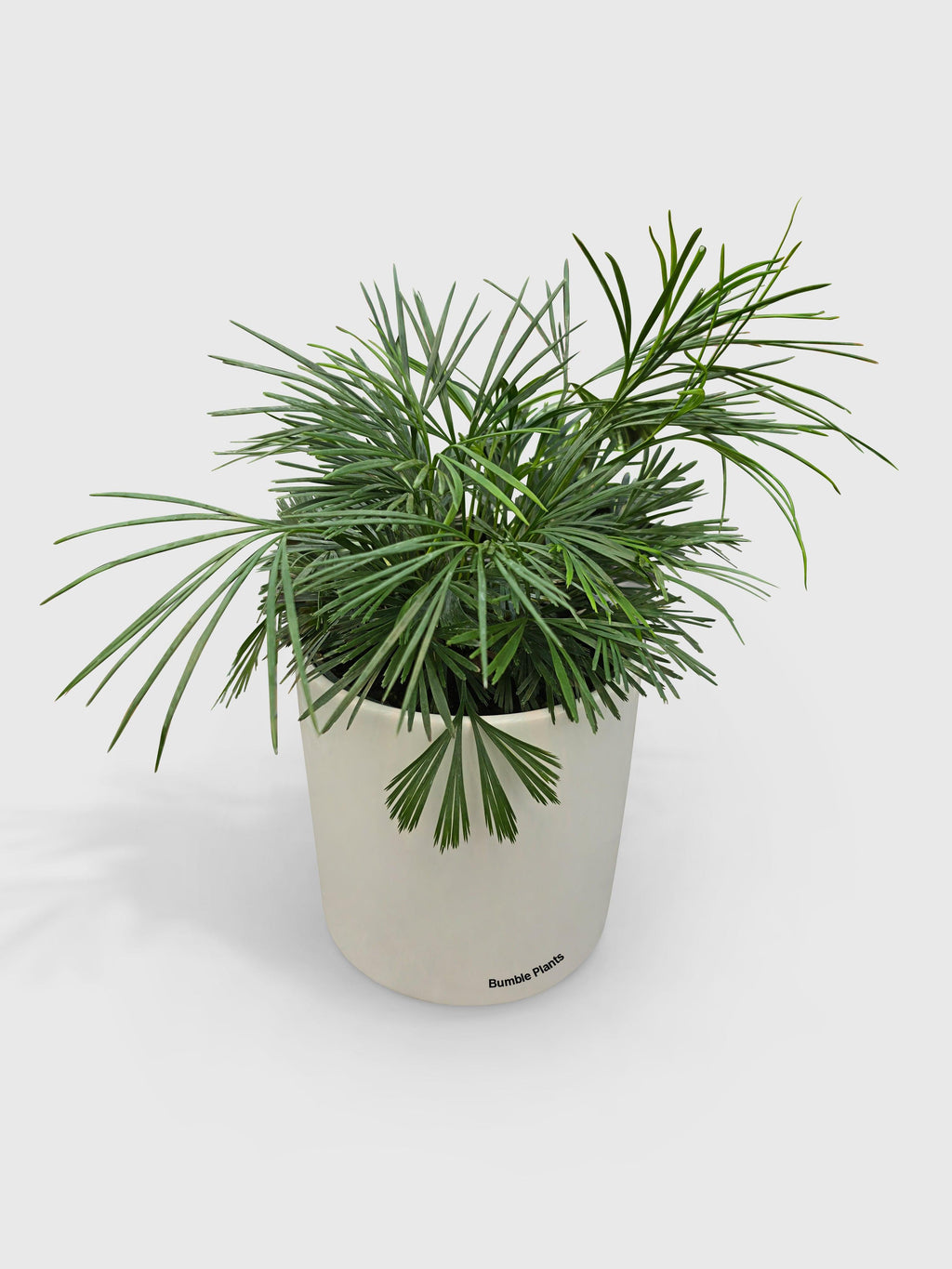 Eyelash Fern 'Actiniopteris Australis'