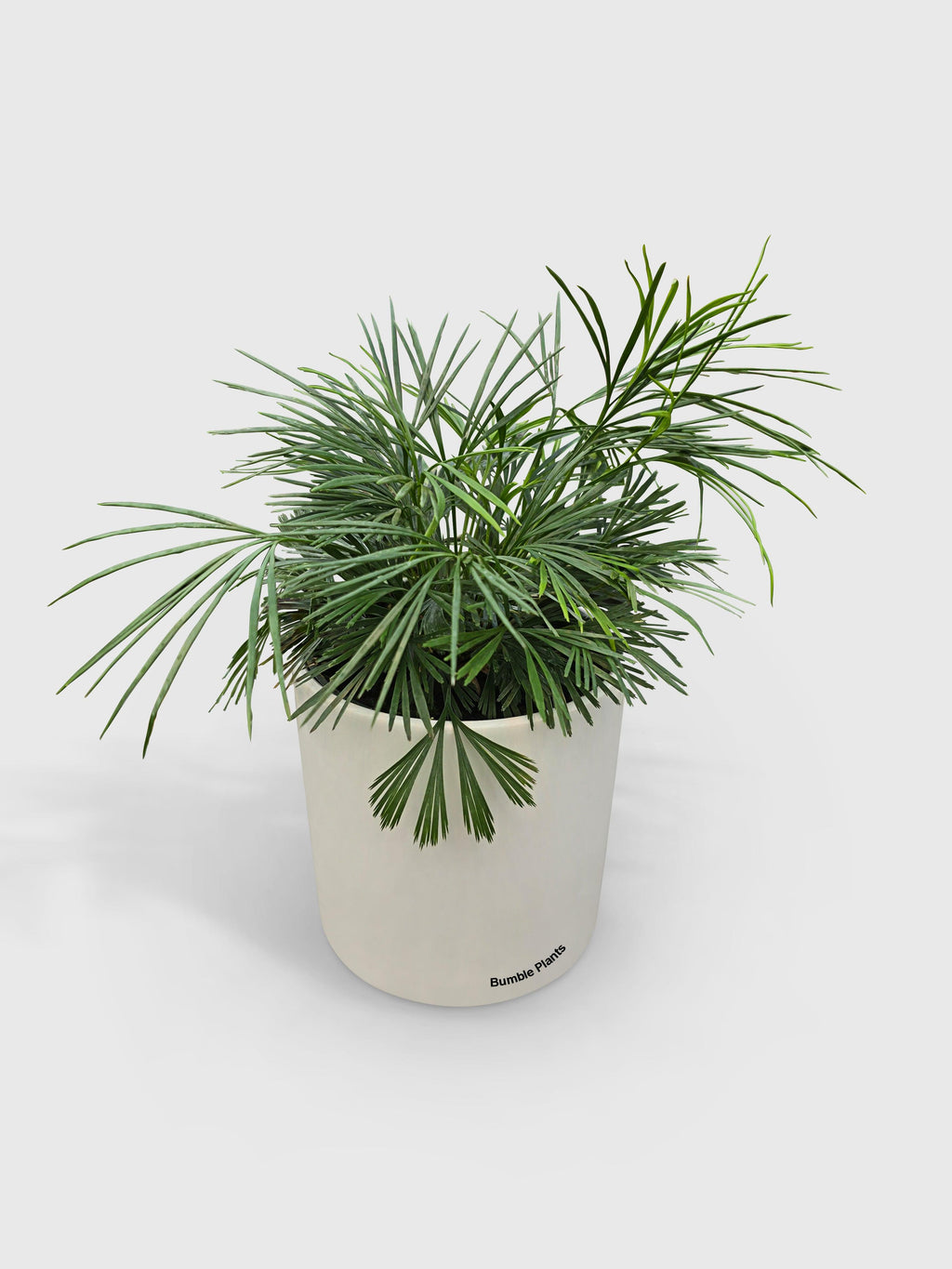 Eyelash Fern 'Actiniopteris Australis'