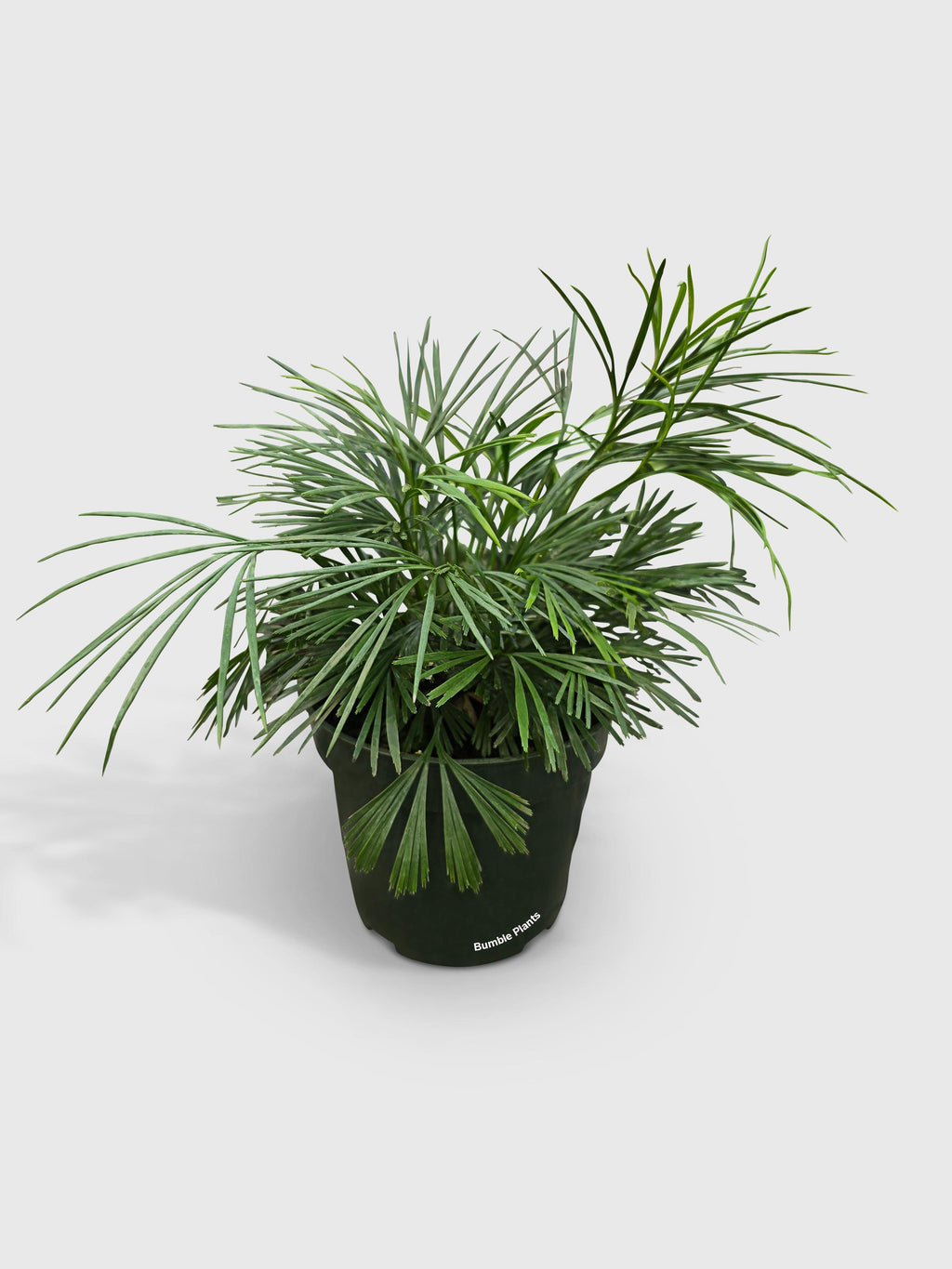 Eyelash Fern 'Actiniopteris Australis'