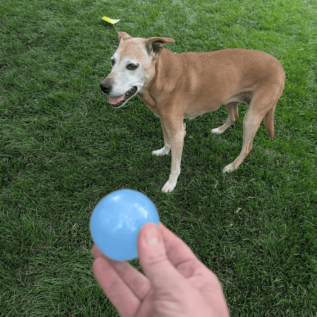 Dog Fetch Balls