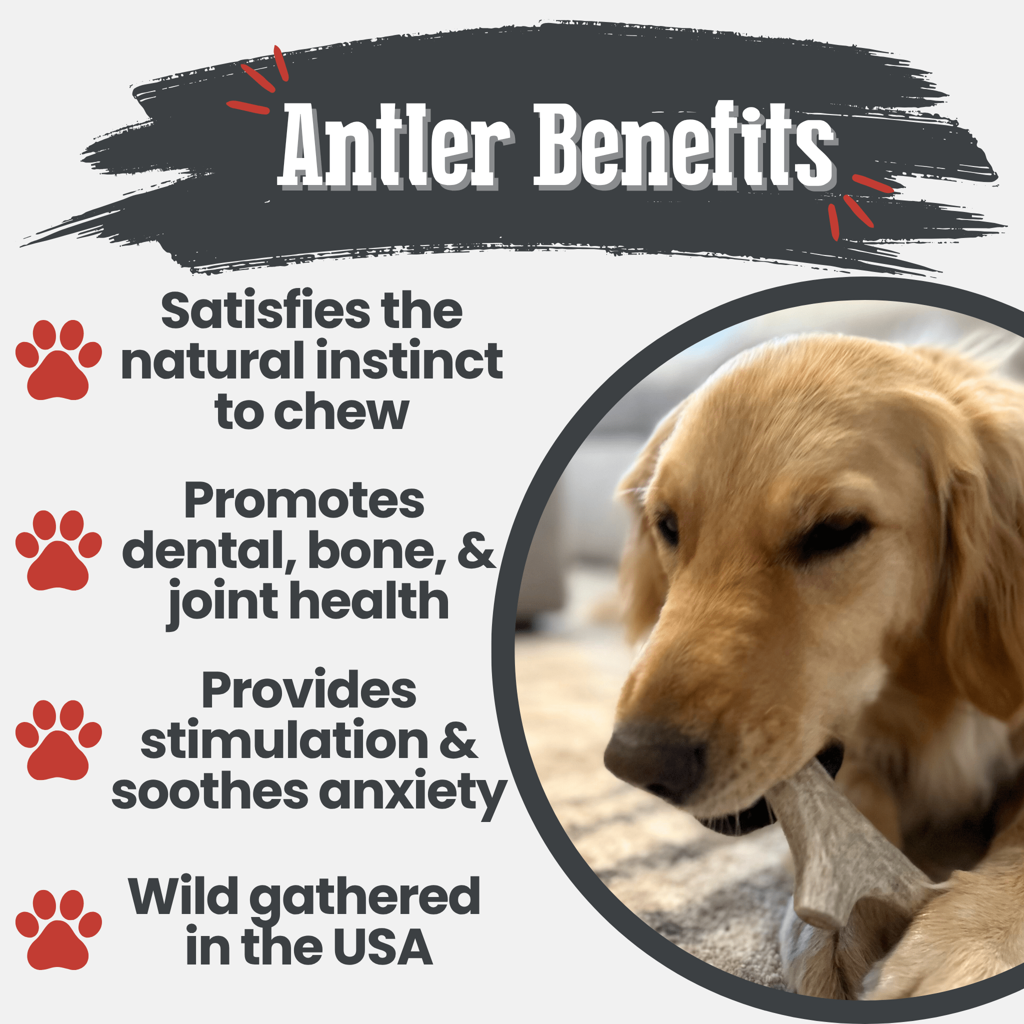 Deer Antler Dog Chews | Organic Chews for Dogs