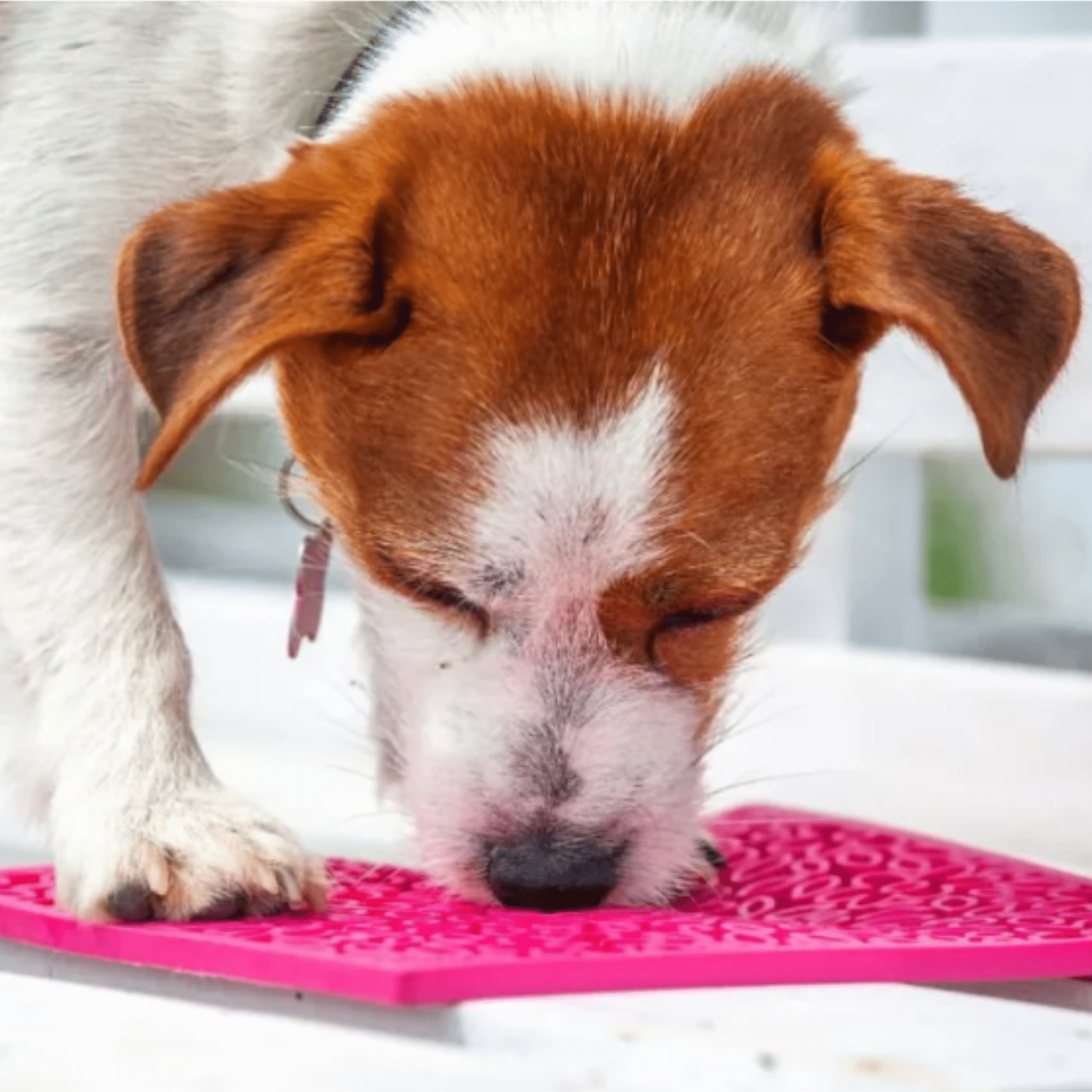 Lick Mats for Cats and Small Dogs