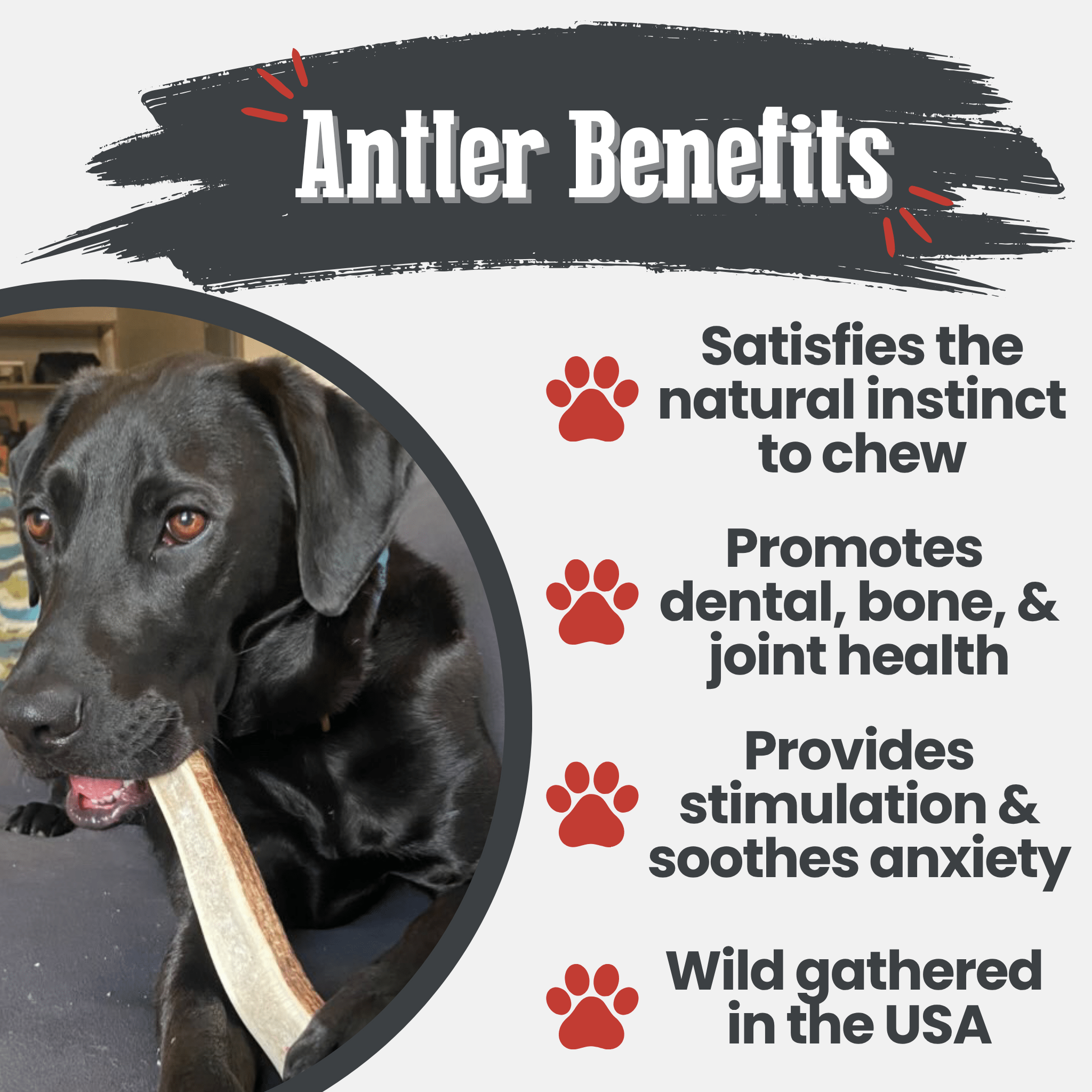 Elk Antler Dog Chews | All-Natural Whole and Split Elk Antler Chews for Dogs