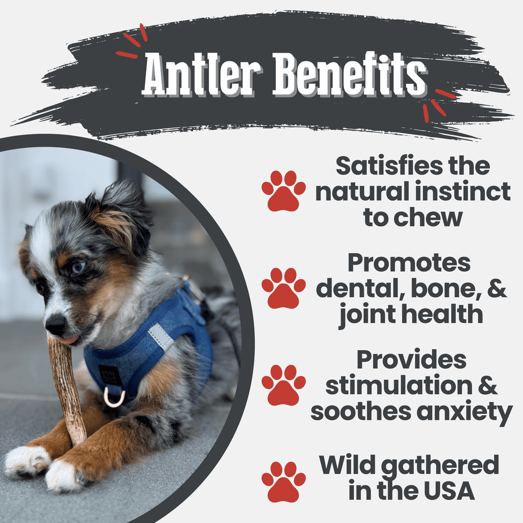 Elk Antler Dog Chews | All-Natural Whole and Split Elk Antler Chews for Dogs