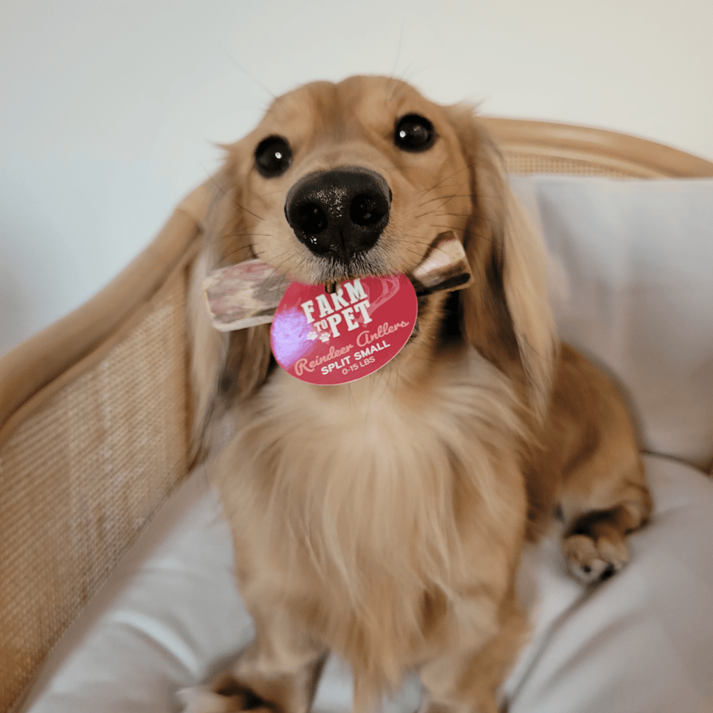 Reindeer Antler Dog Chews | Organic Chews for Dogs