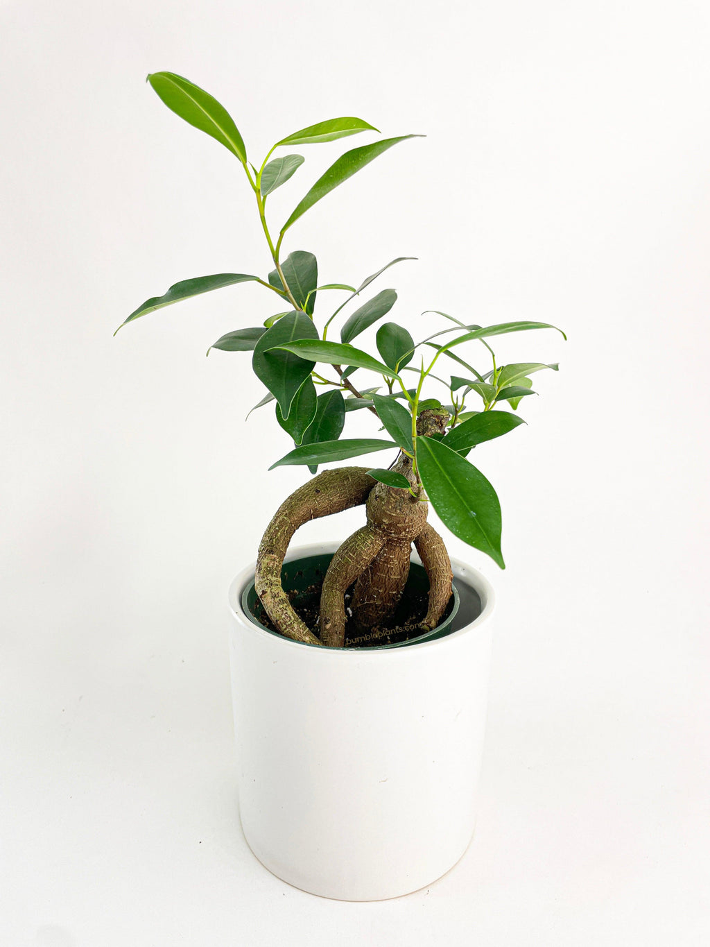 Ficus Microcarpa 'Moclame' Mini Bonsai Tree