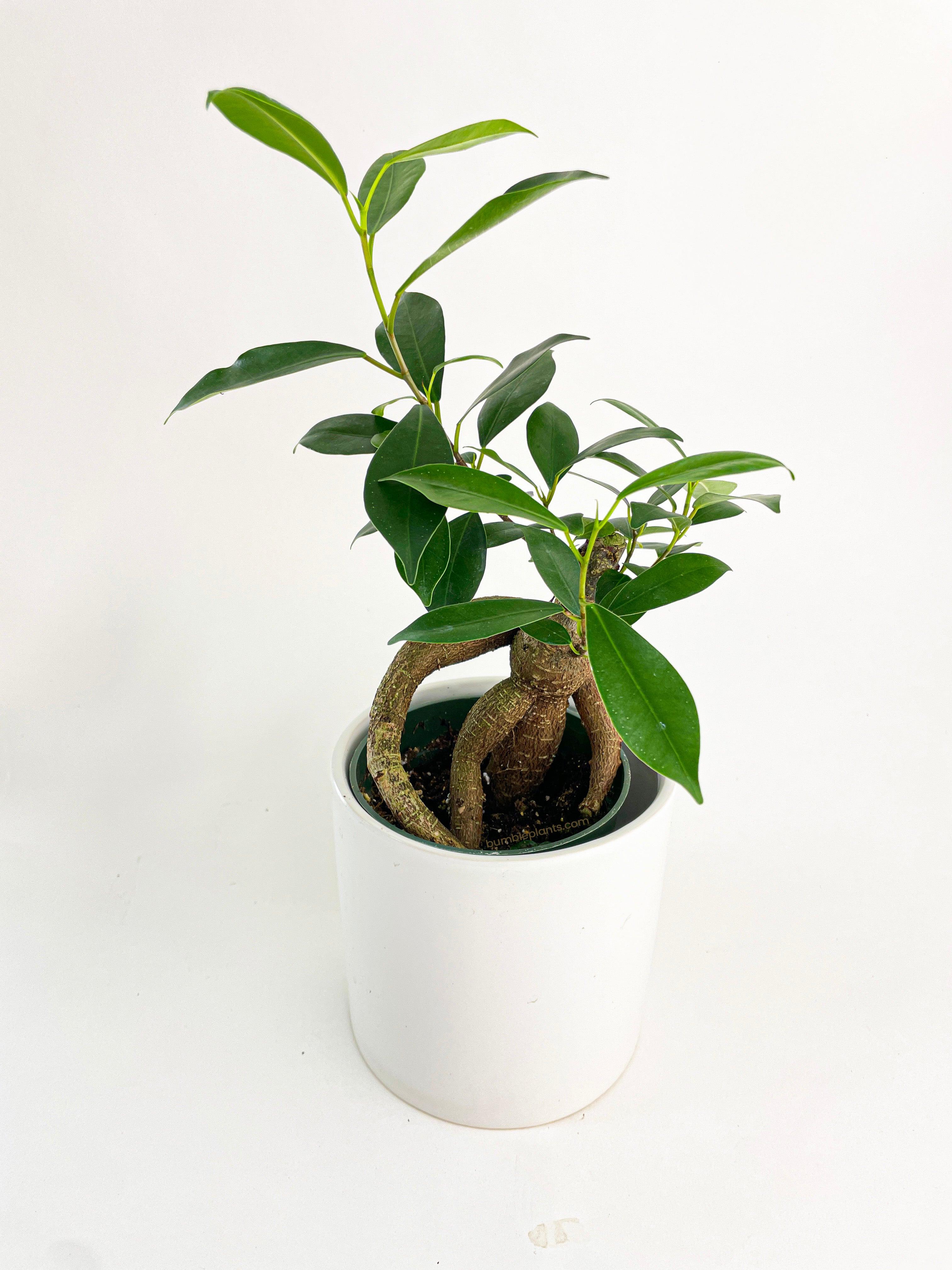 Ficus Microcarpa 'Moclame' Mini Bonsai Tree