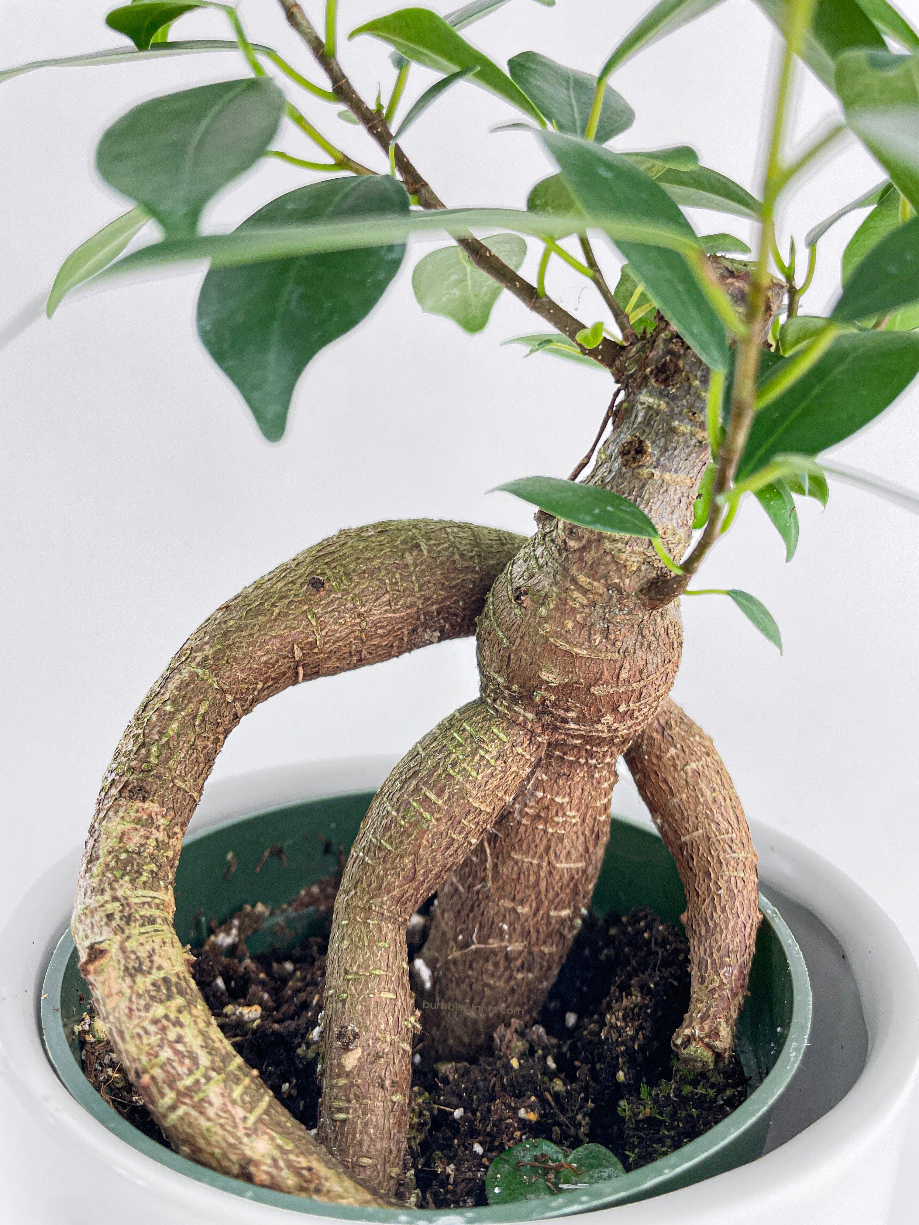 Ficus Microcarpa 'Moclame' Mini Bonsai Tree