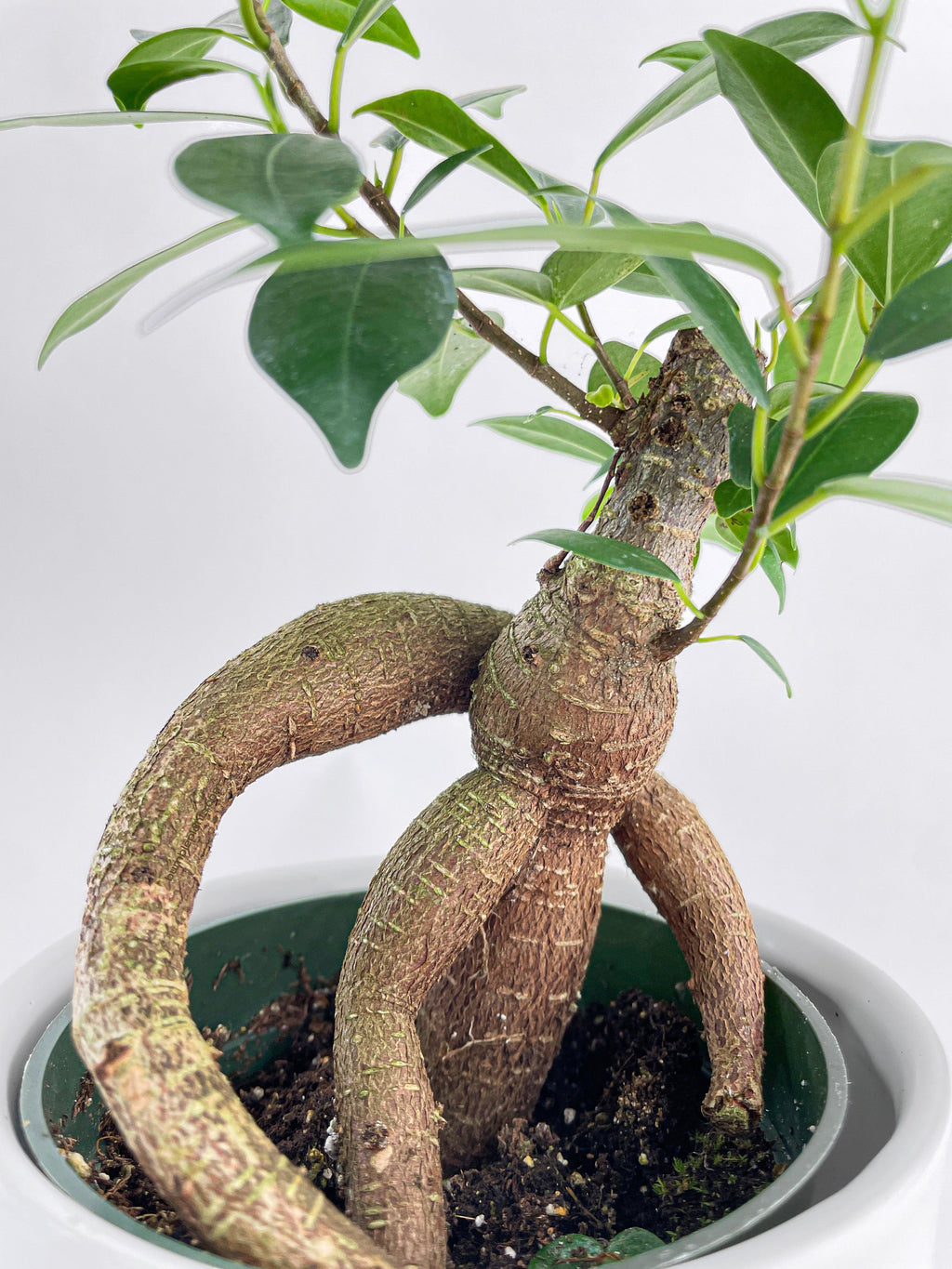 Ficus Microcarpa 'Moclame' Mini Bonsai Tree