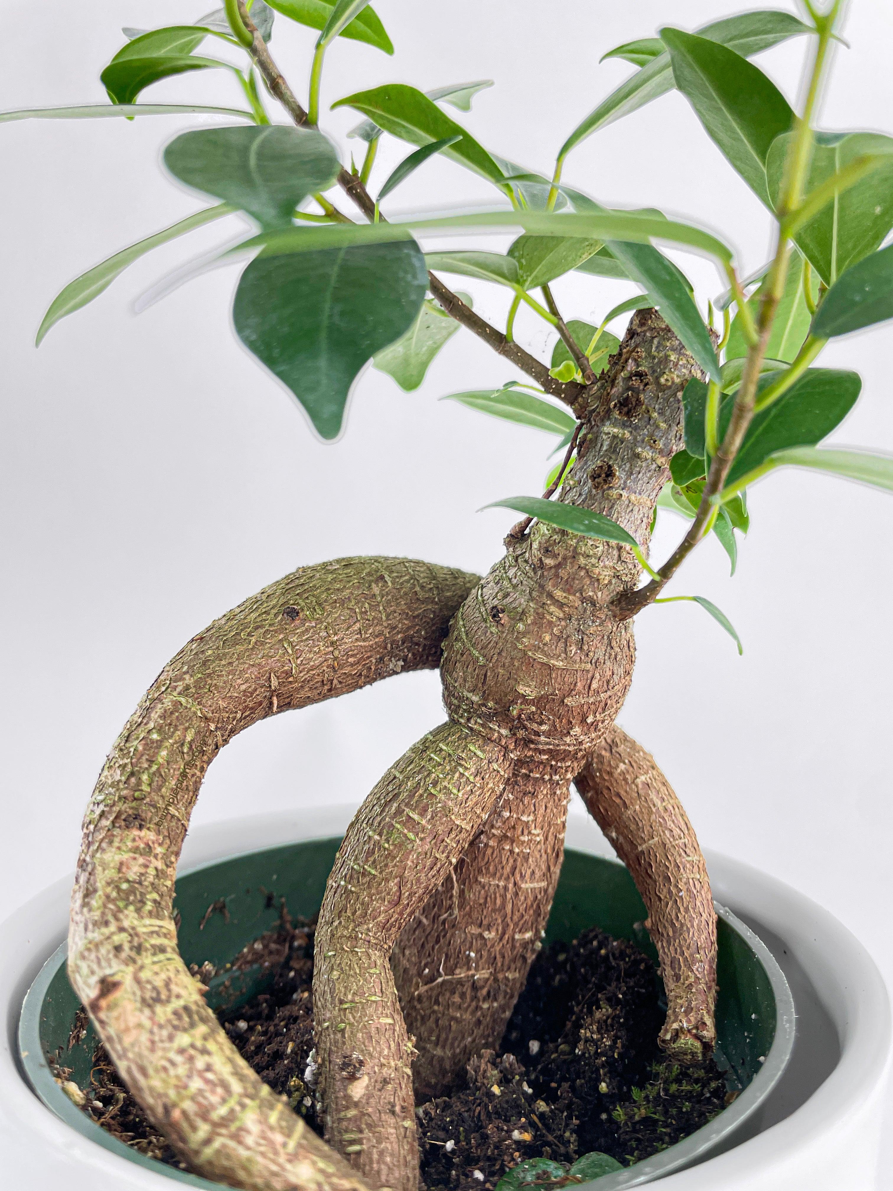 Ficus Microcarpa 'Moclame' Mini Bonsai Tree