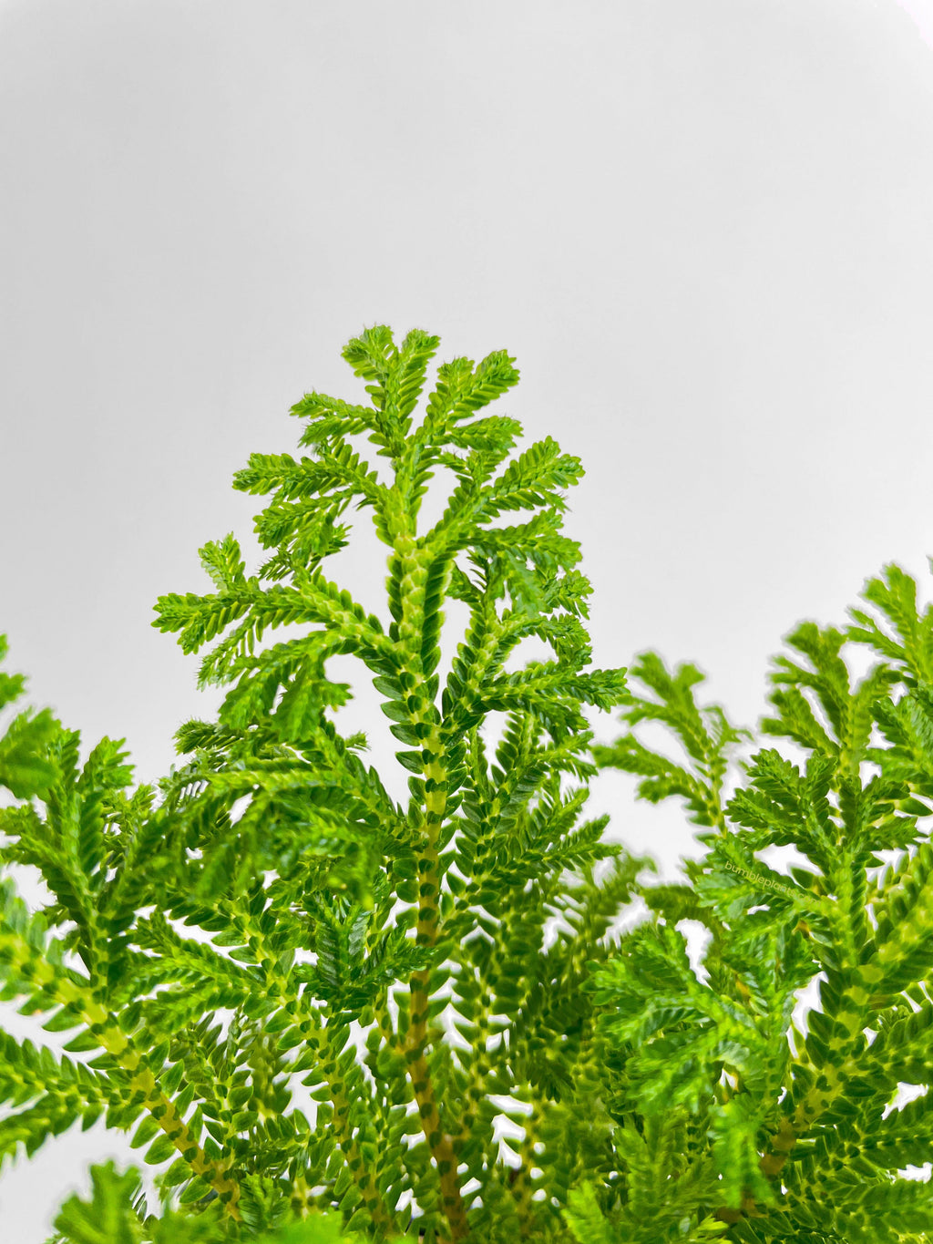 Frosted Tip Fern Selaginella Kraussiana