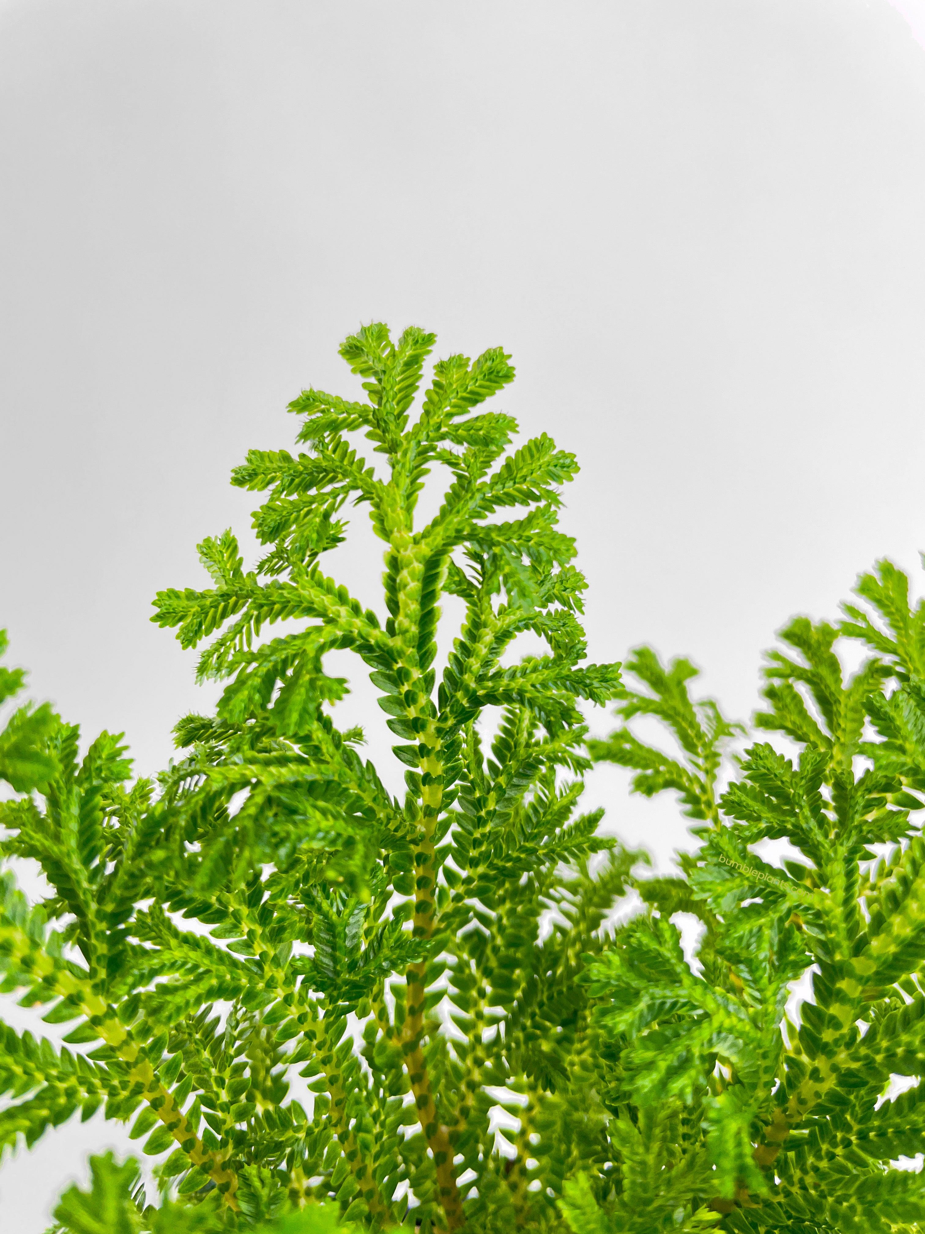 Frosted Tip Fern Selaginella Kraussiana