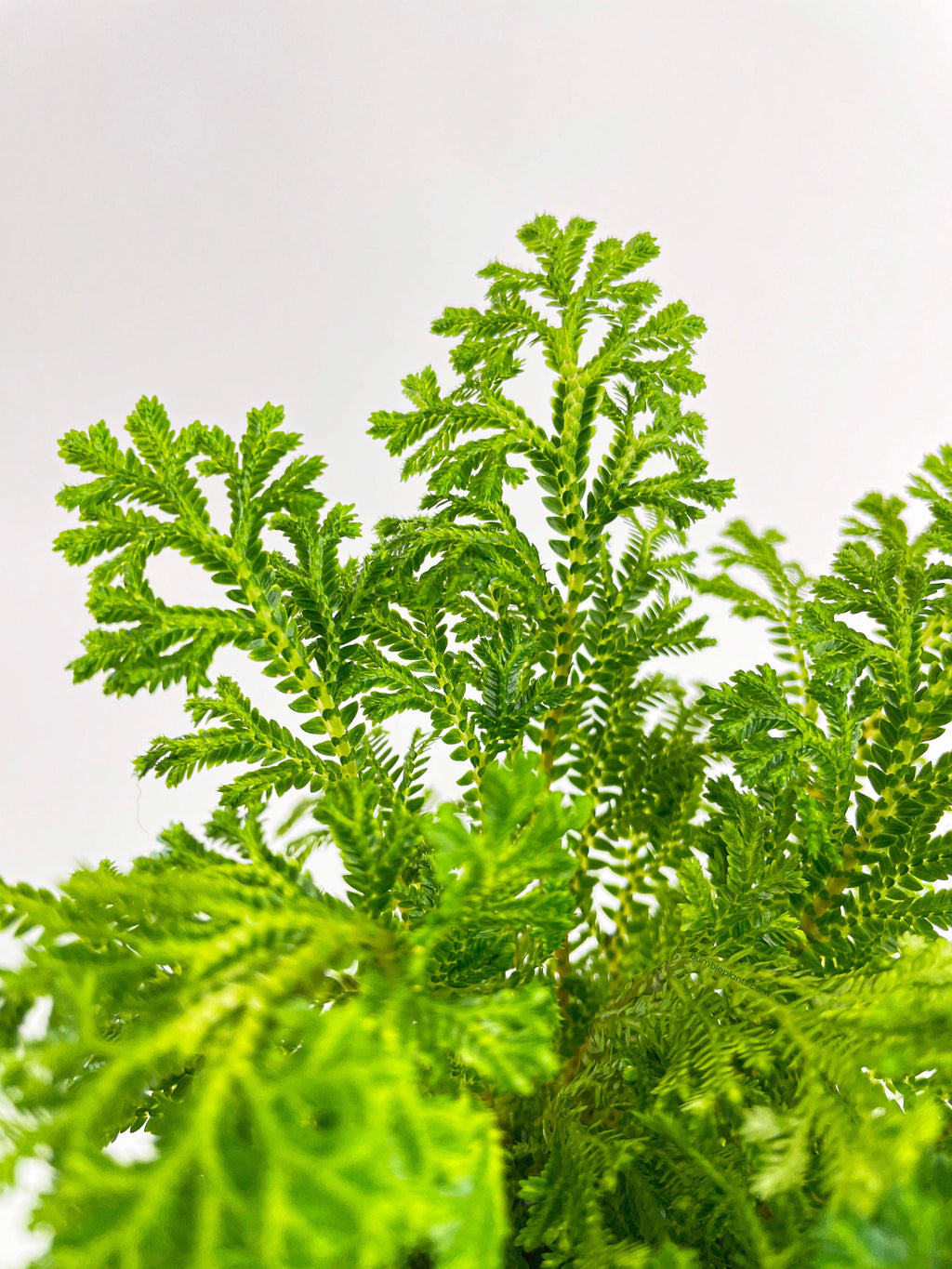 Frosted Tip Fern Selaginella Kraussiana