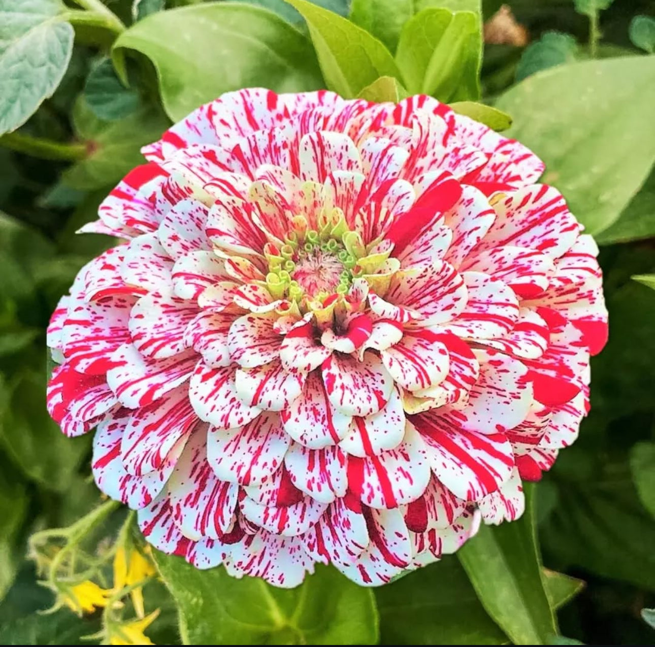 Peppermint Stick Zinnia Heirloom Seeds