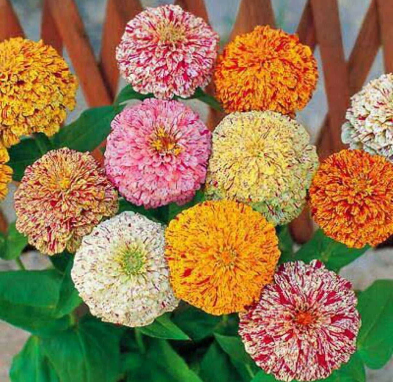 Peppermint Stick Zinnia Heirloom Seeds
