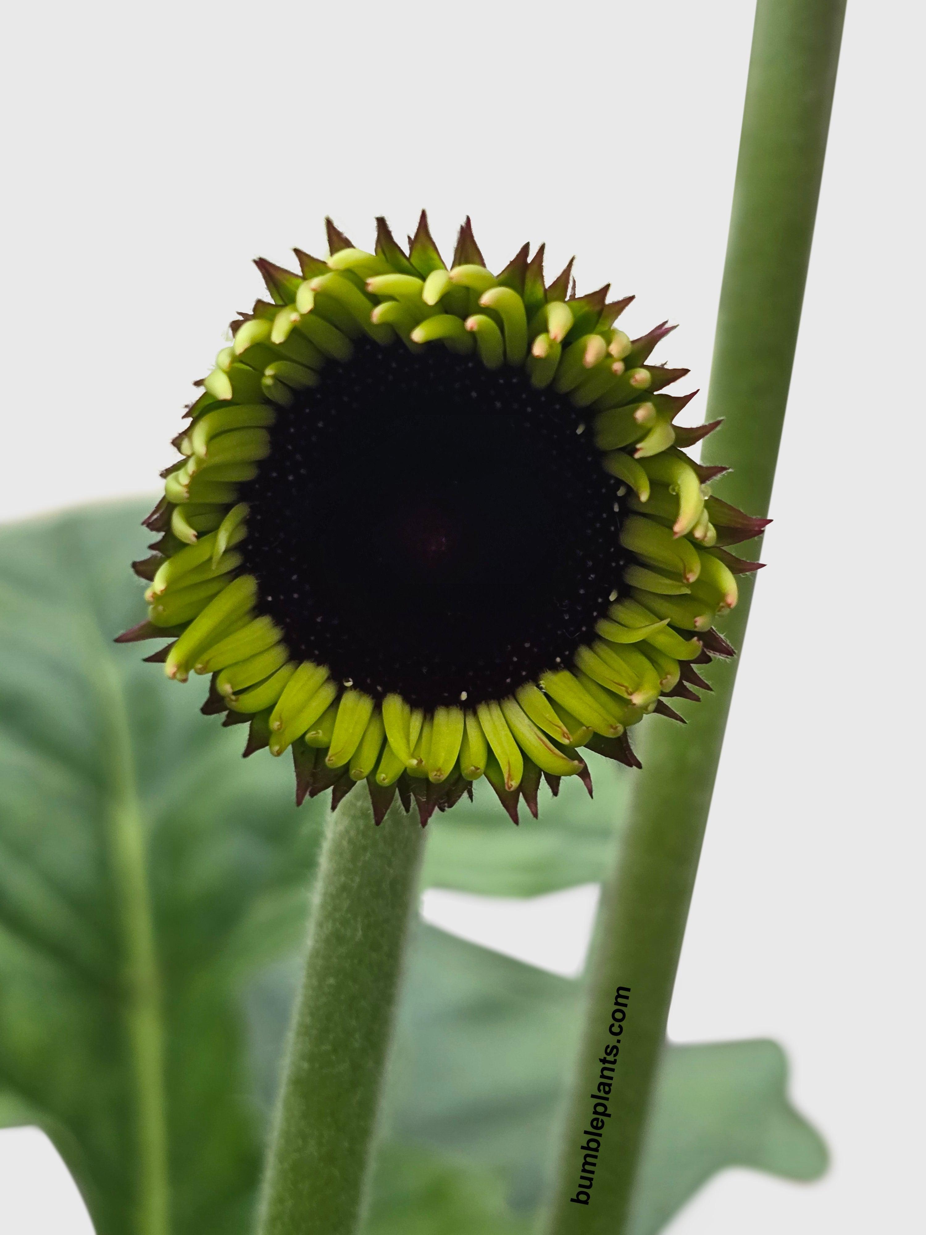 Gerbera Daisy Flower