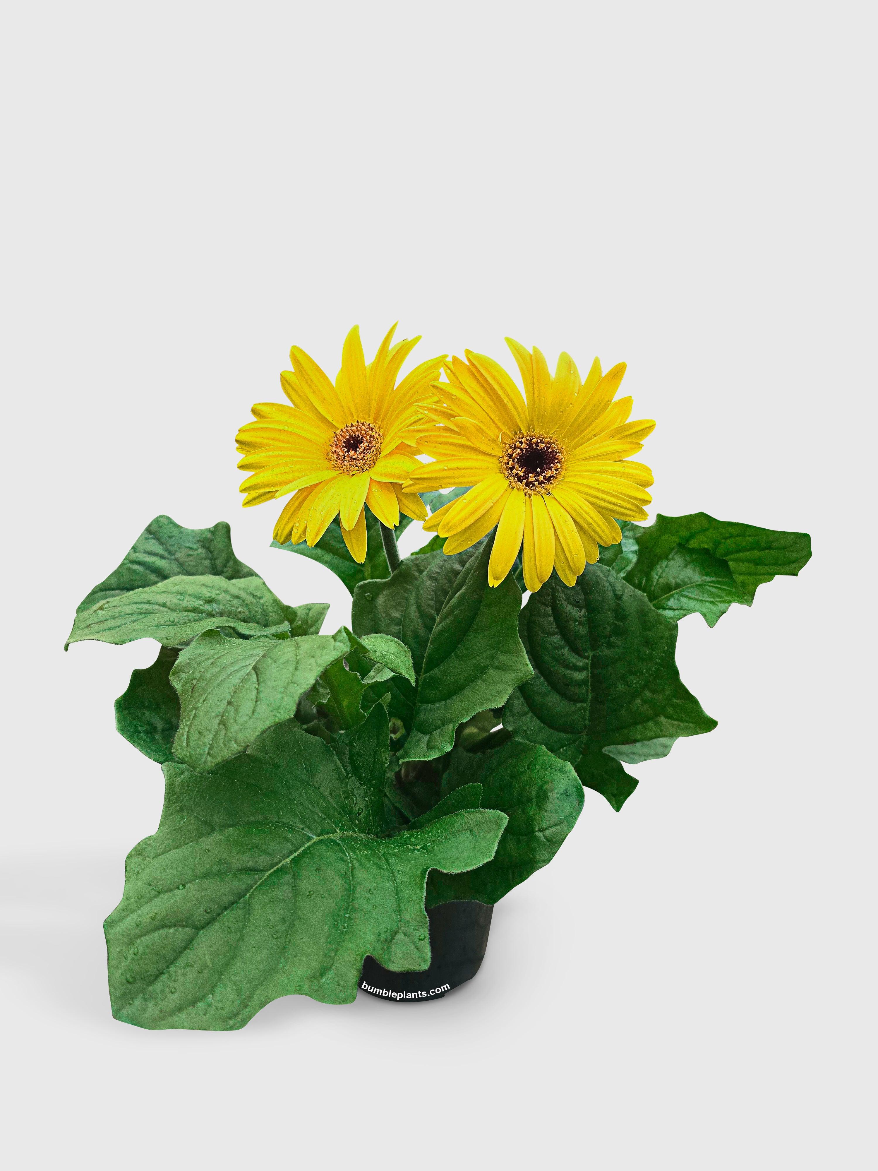 Gerbera Daisy Flower