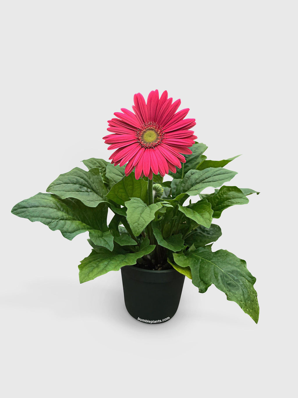 Gerbera Daisy Flower