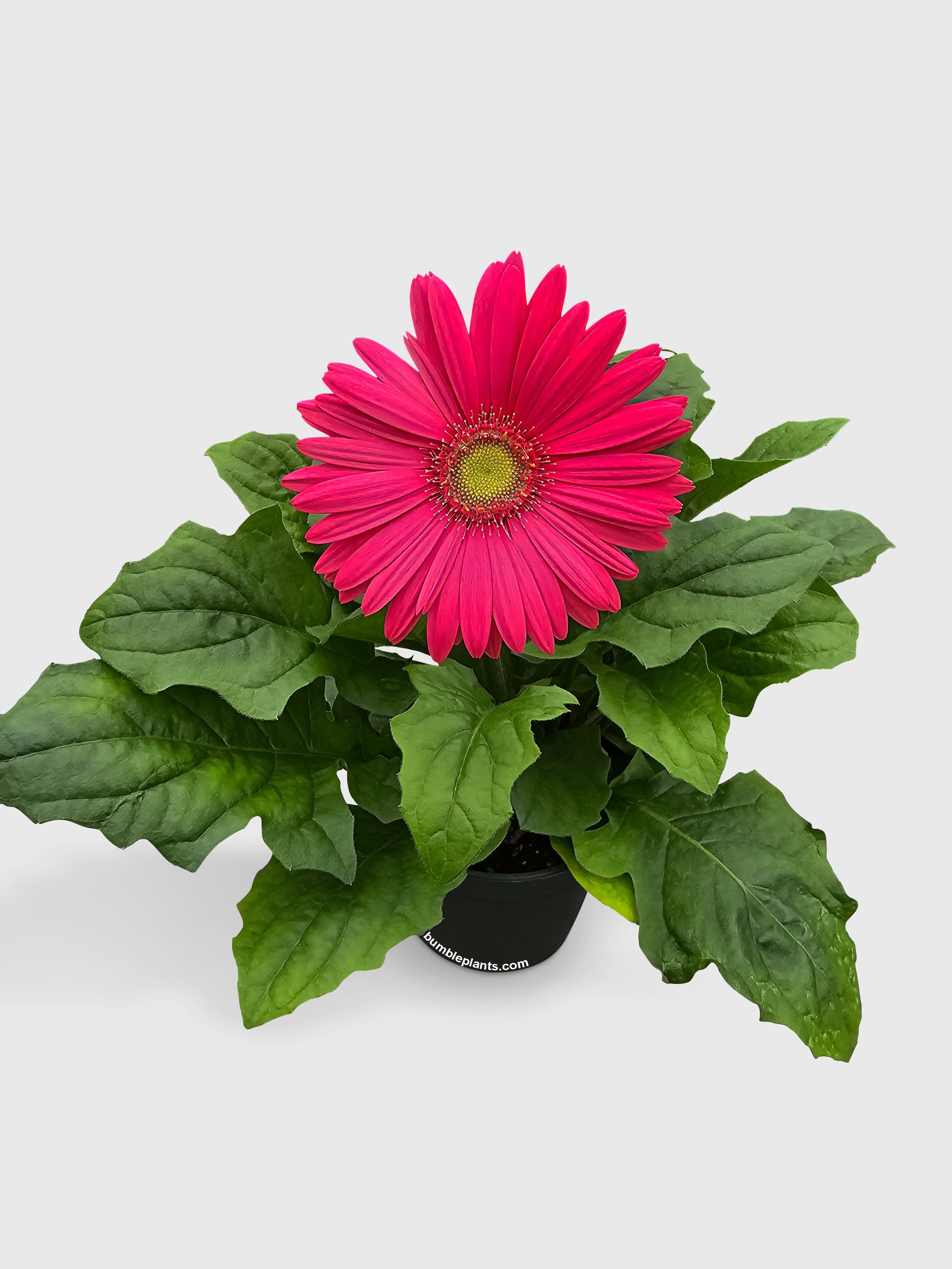 Gerbera Daisy Flower
