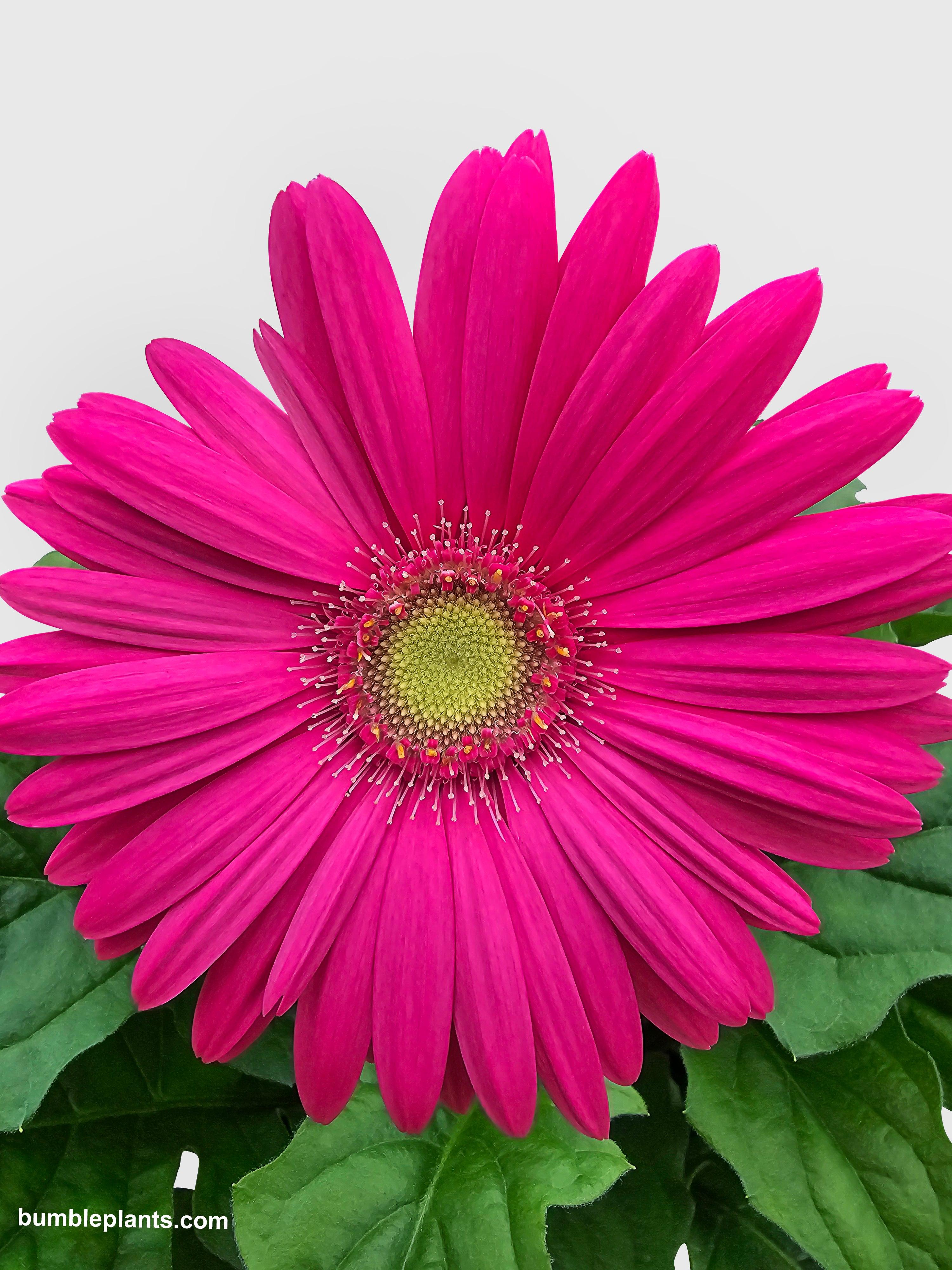 Gerbera Daisy Flower