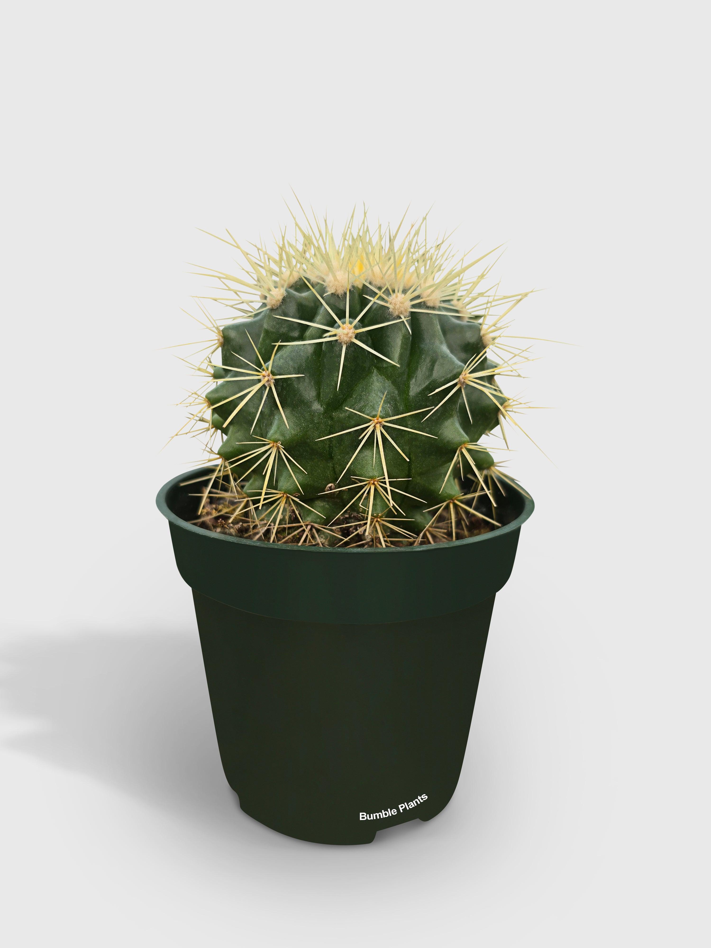 Golden Barrel Cactus 'Echinocactus Grusonii'