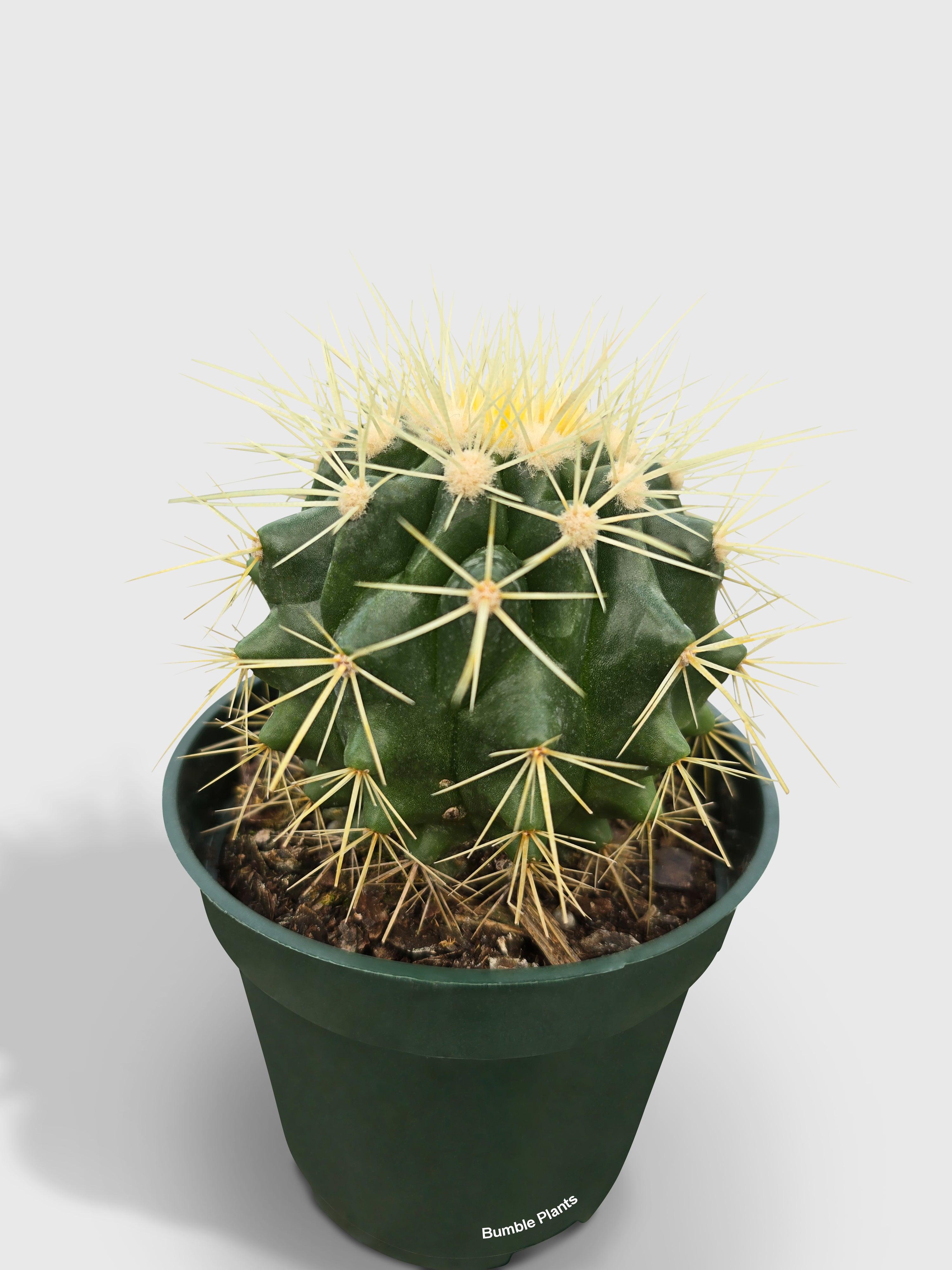 Golden Barrel Cactus 'Echinocactus Grusonii'